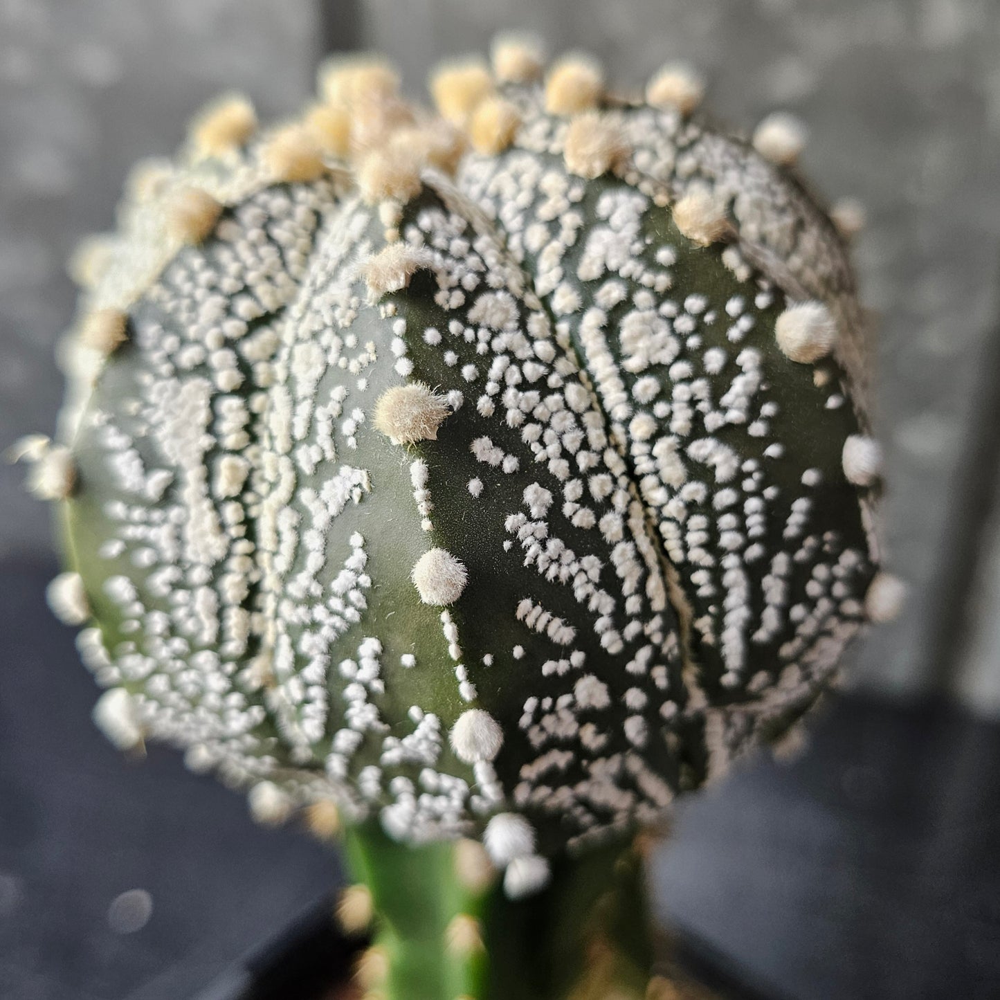 Astrophytum asterias (ASCAP)