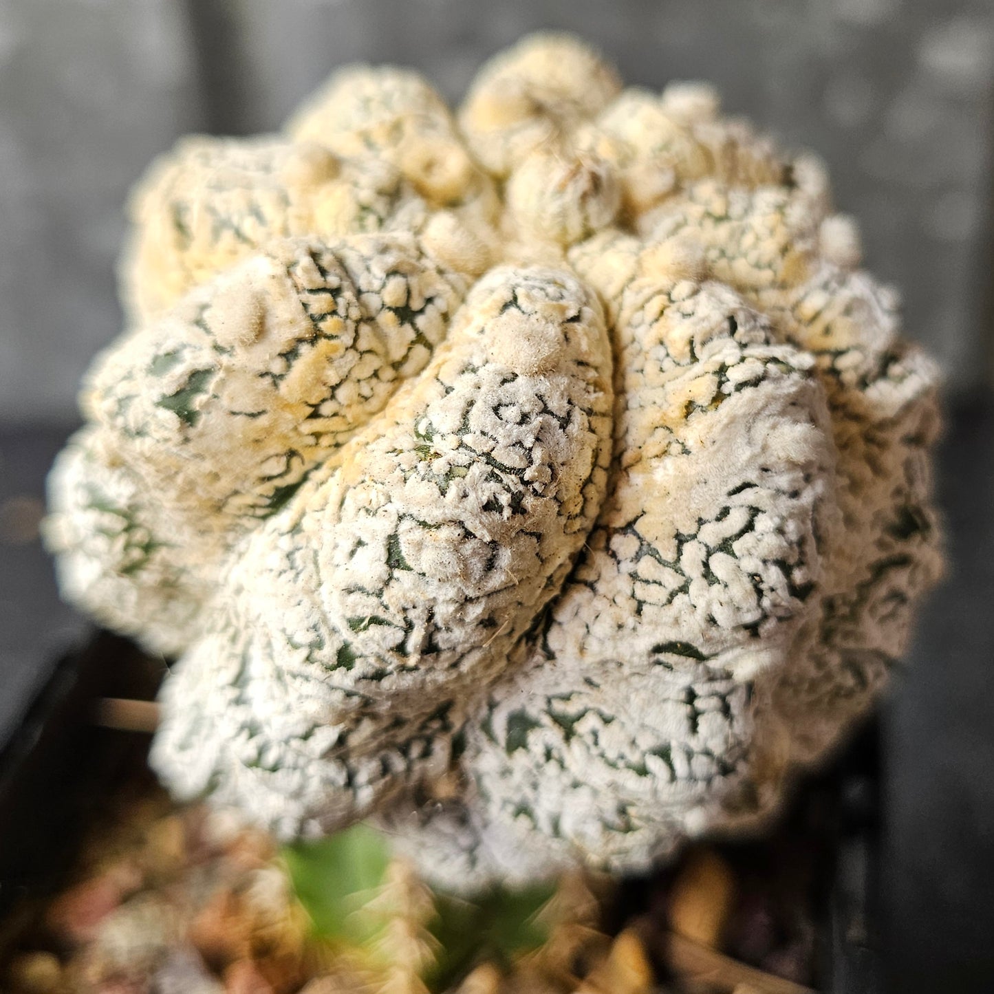 Astrophytum asterias (Feather Flower)