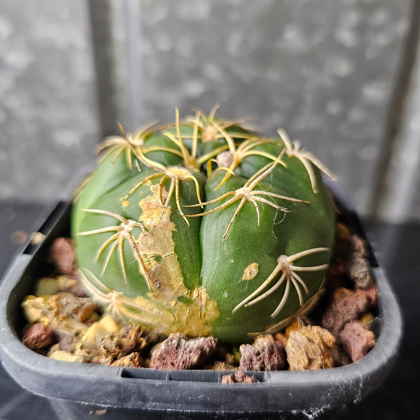 Gymnocalycium megalothelos