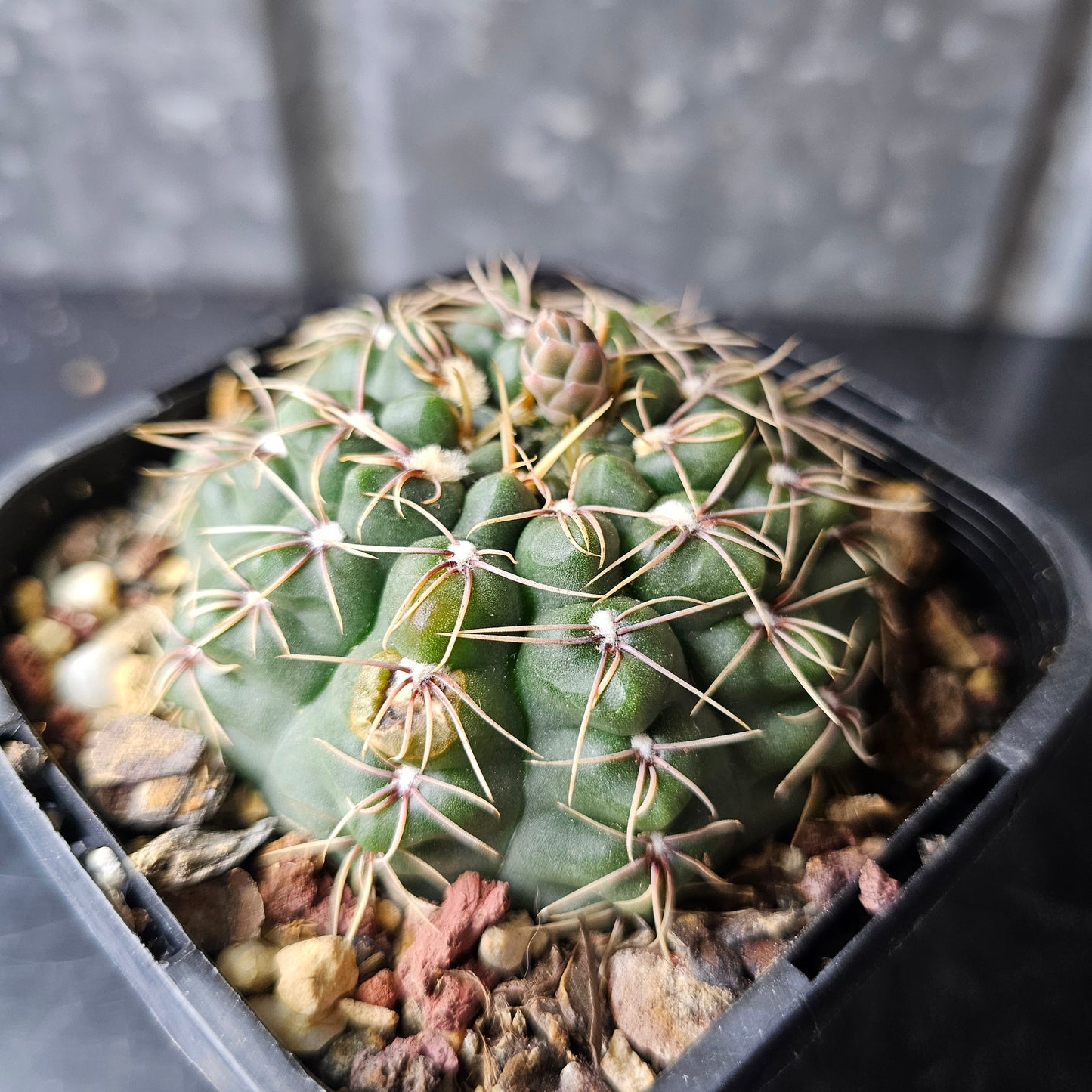 Gymnocalycium species 2078