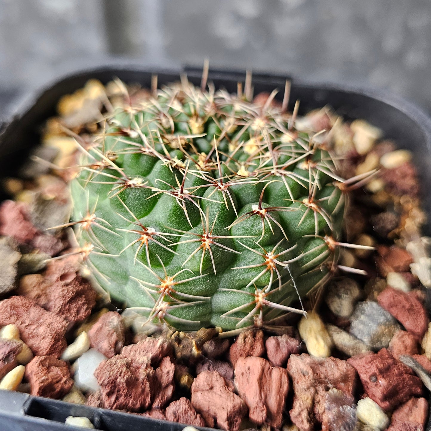 Gymnocalycium papschii