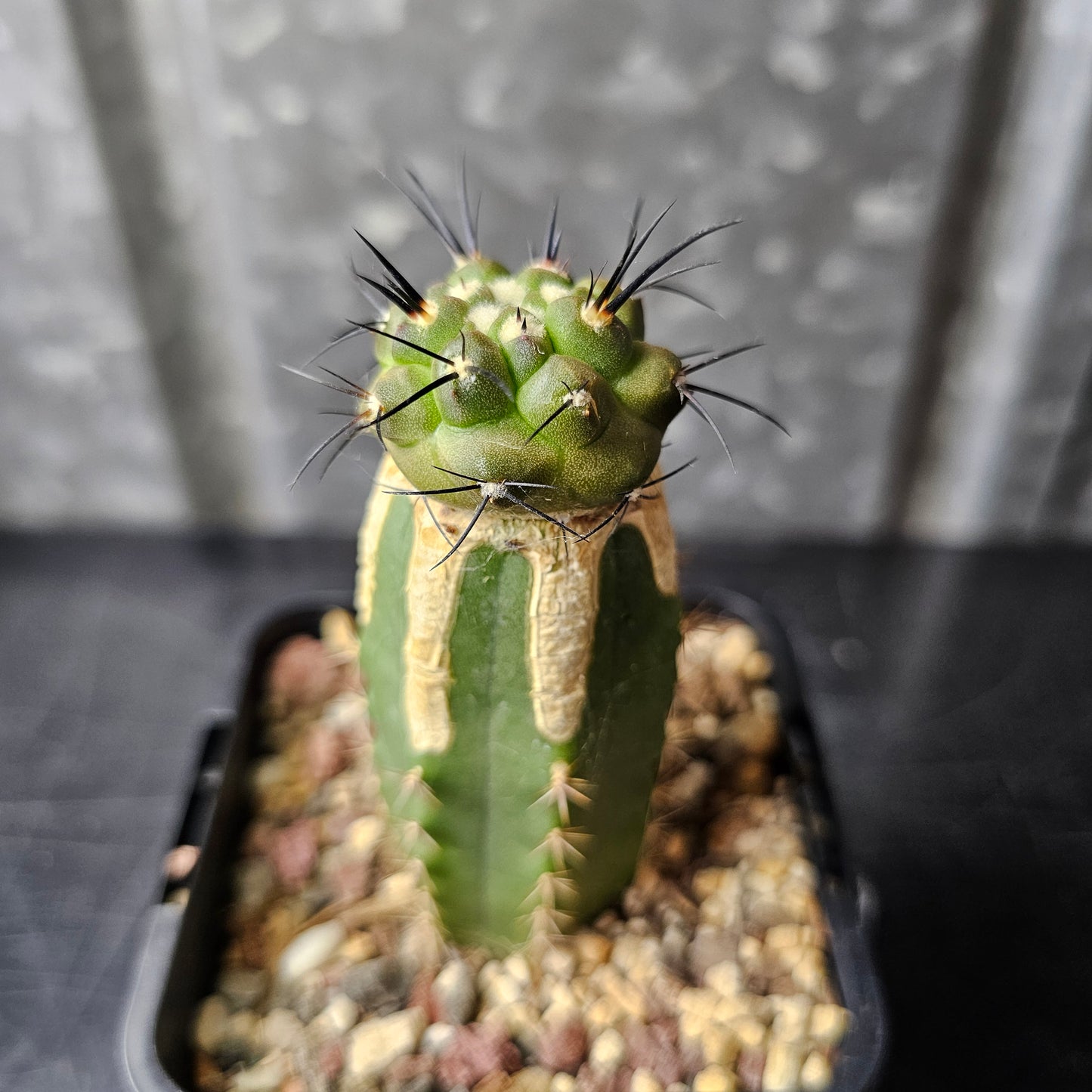 Copiapoa dealbata (graft)