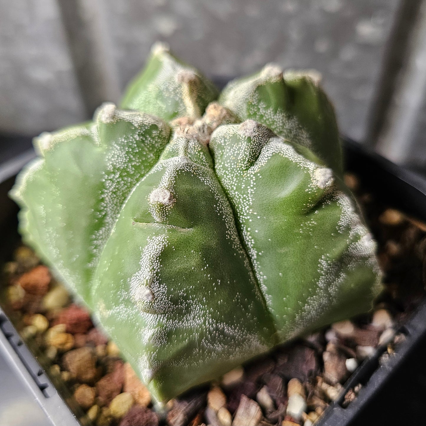 Astrophytum myriostigma cv. Kikko (speckled)