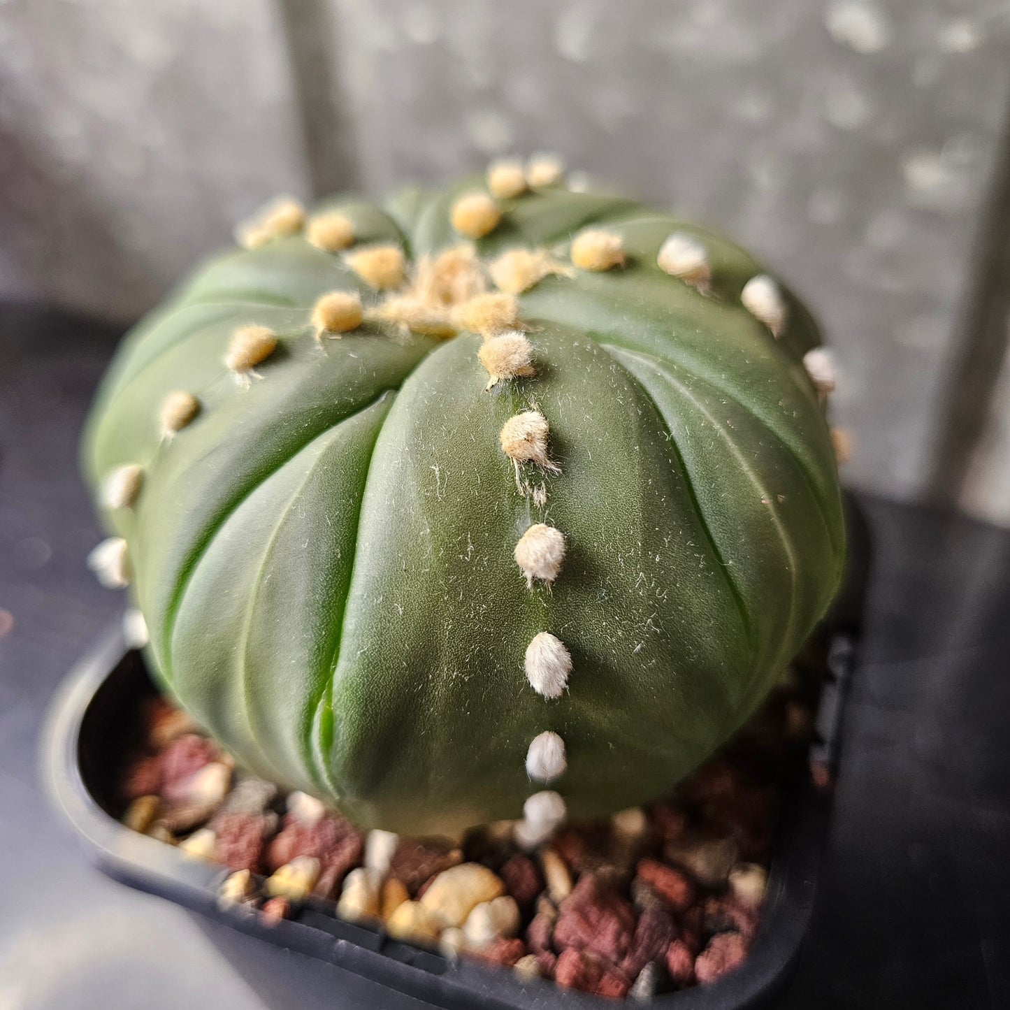 Astrophytum asterias cv. Fukuryu