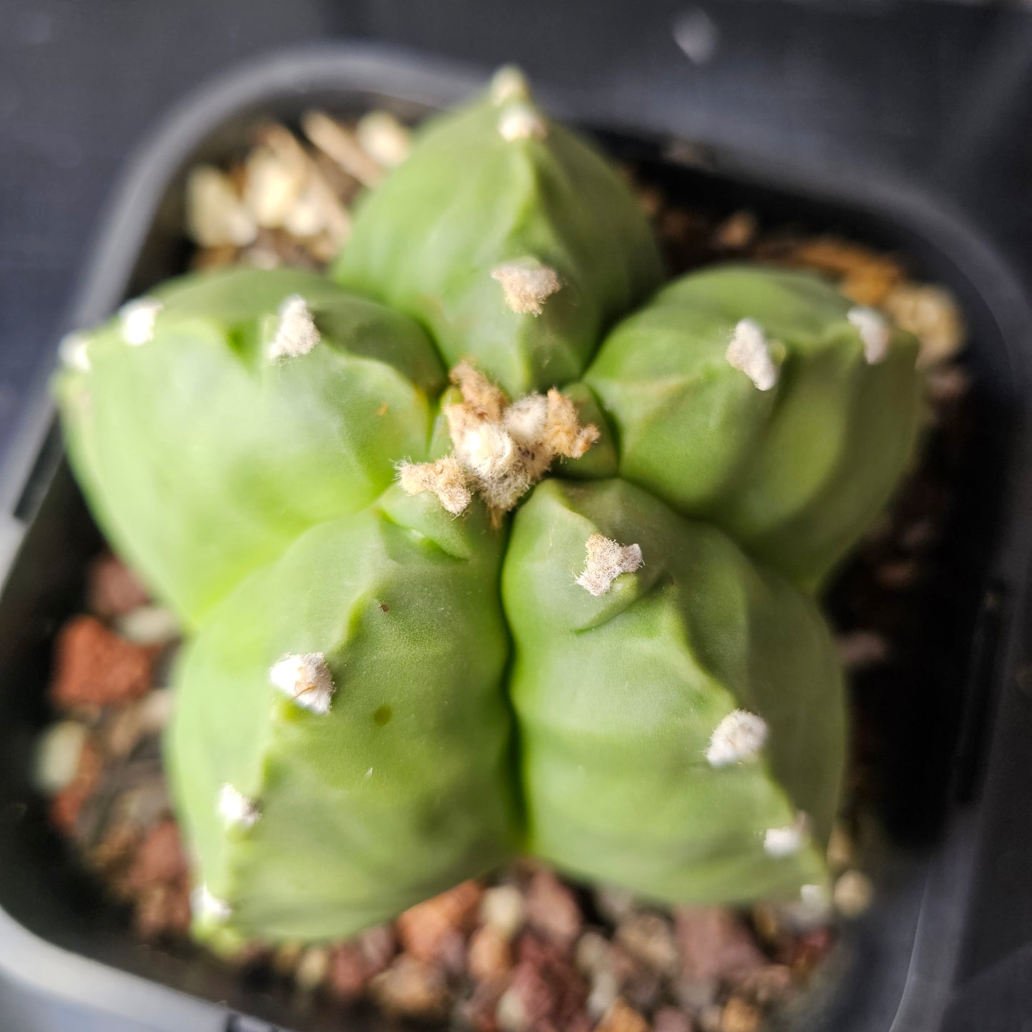Astrophytum myriostigma cv. Kikko (chunky)