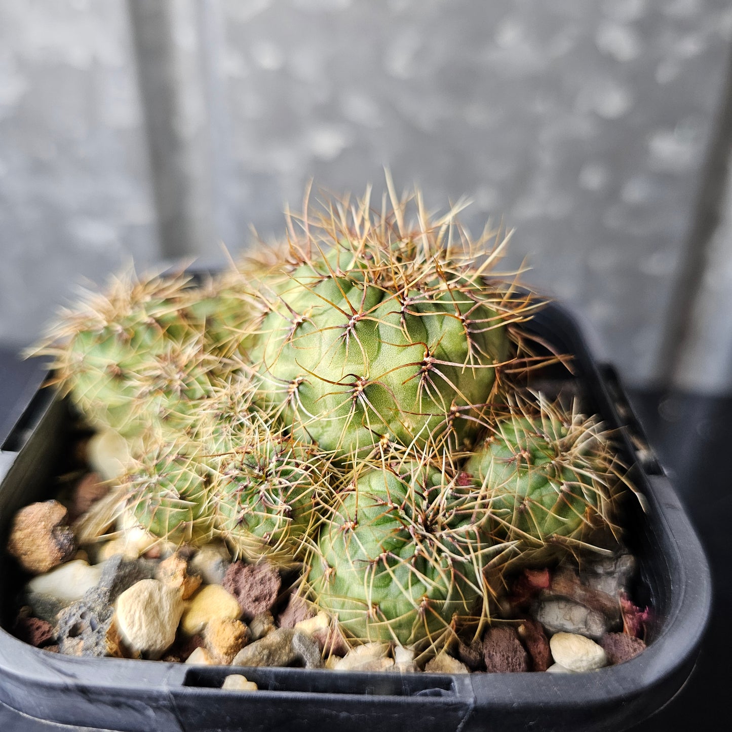 Sulcorebutia tarabucoensis
