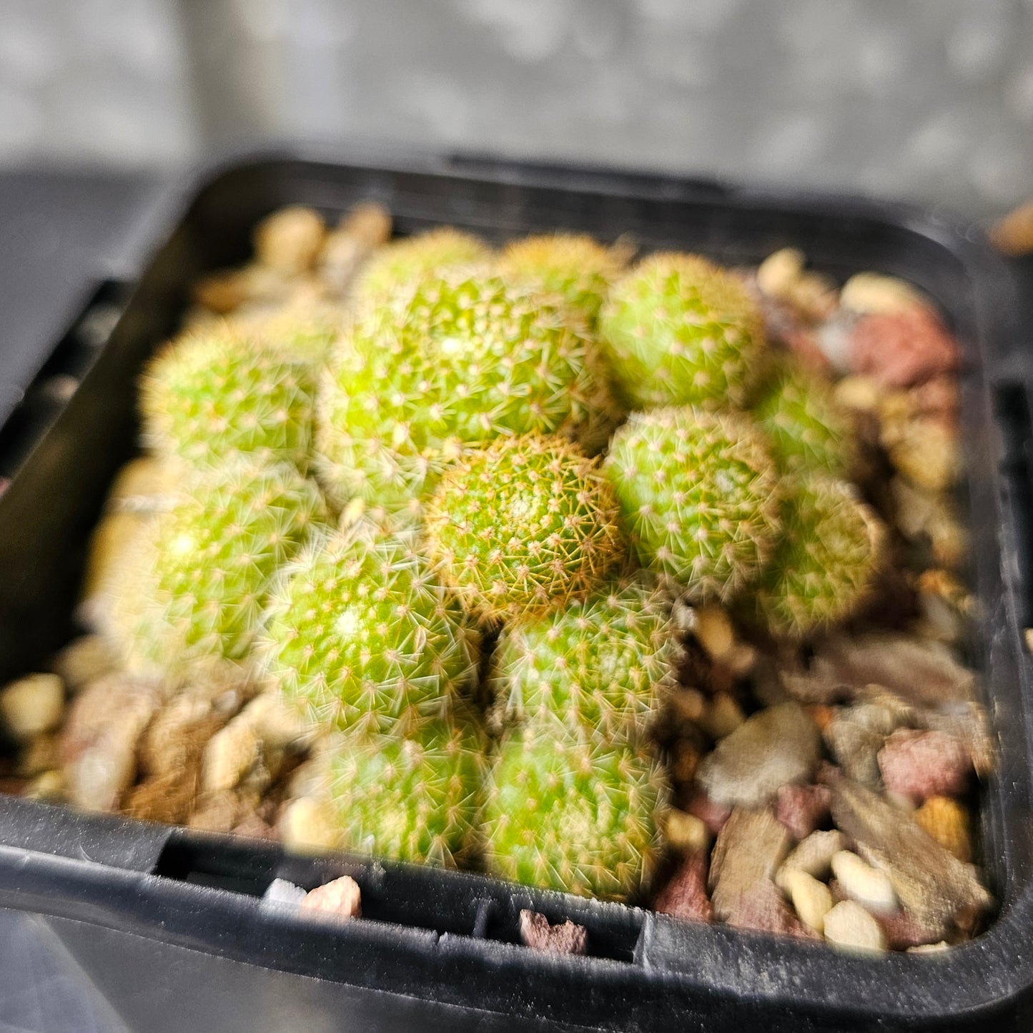 Rebutia perplexa