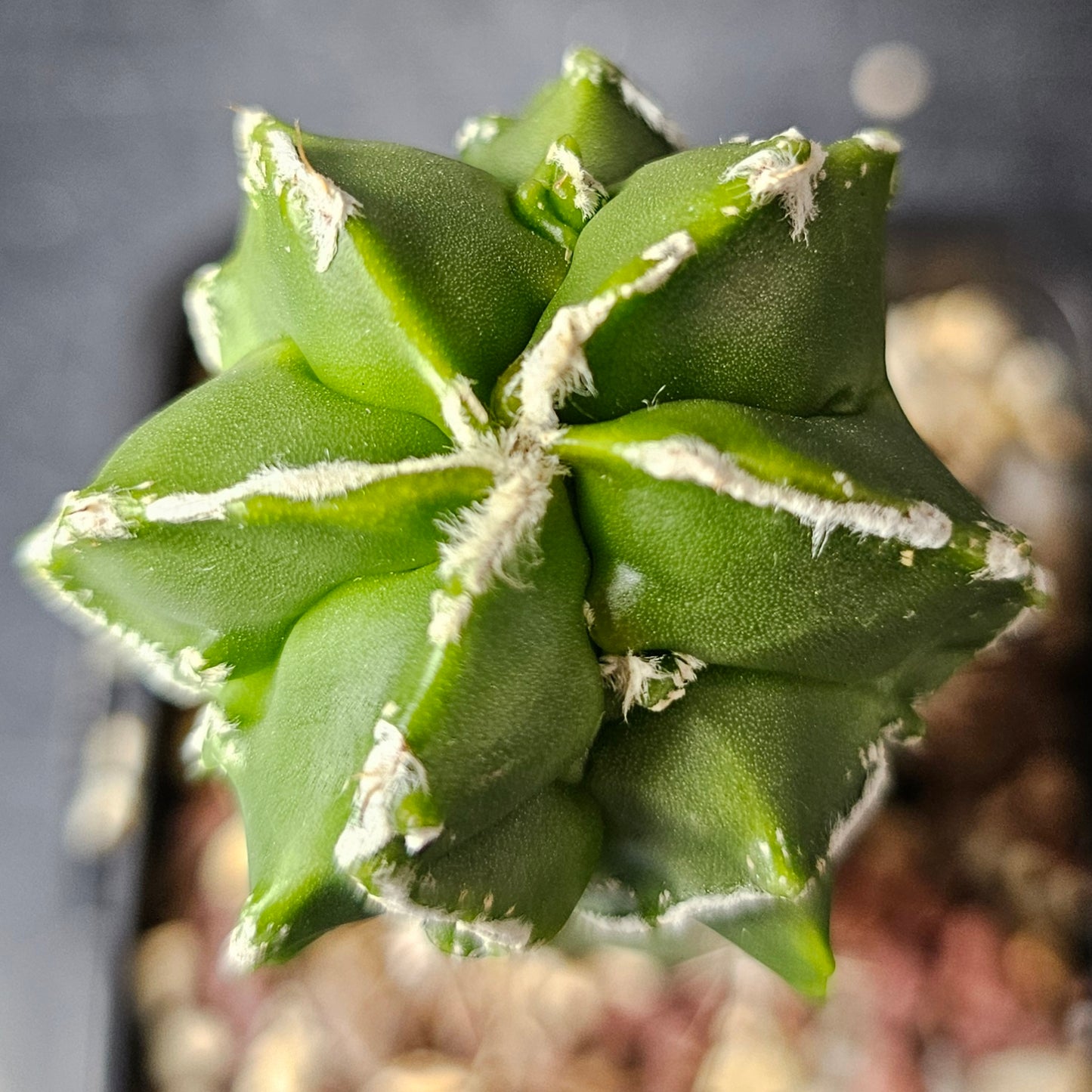 Astrophytum myriostigma cv. Hekiran (Japan)