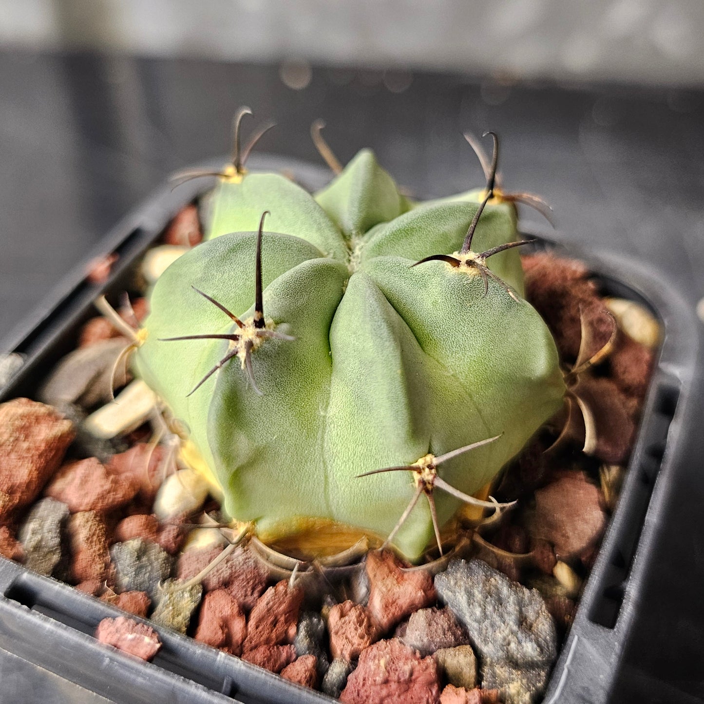 Lobivia jajoiana v. paucicostata WR217