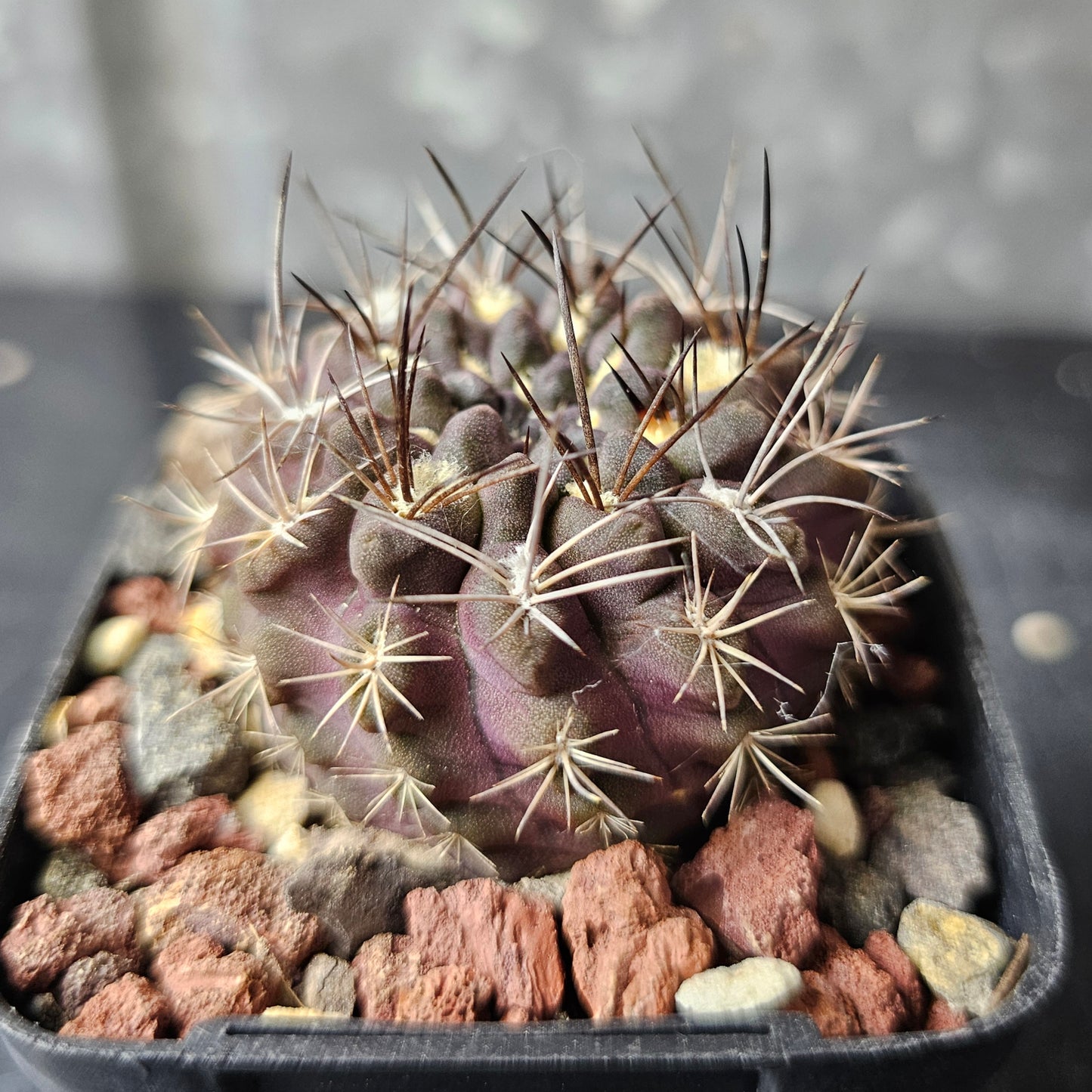 Neochilenia occulta hybrid