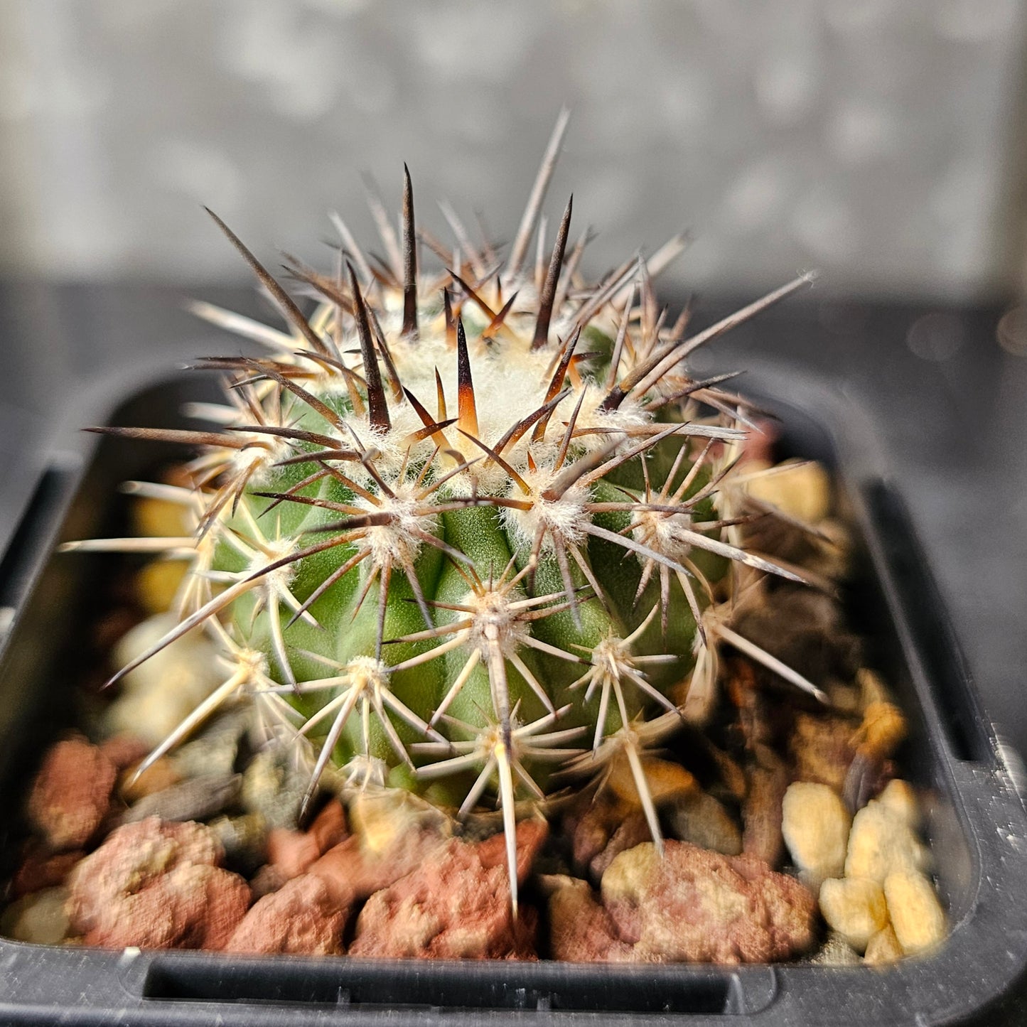 Neoporteria islayensis OST94945