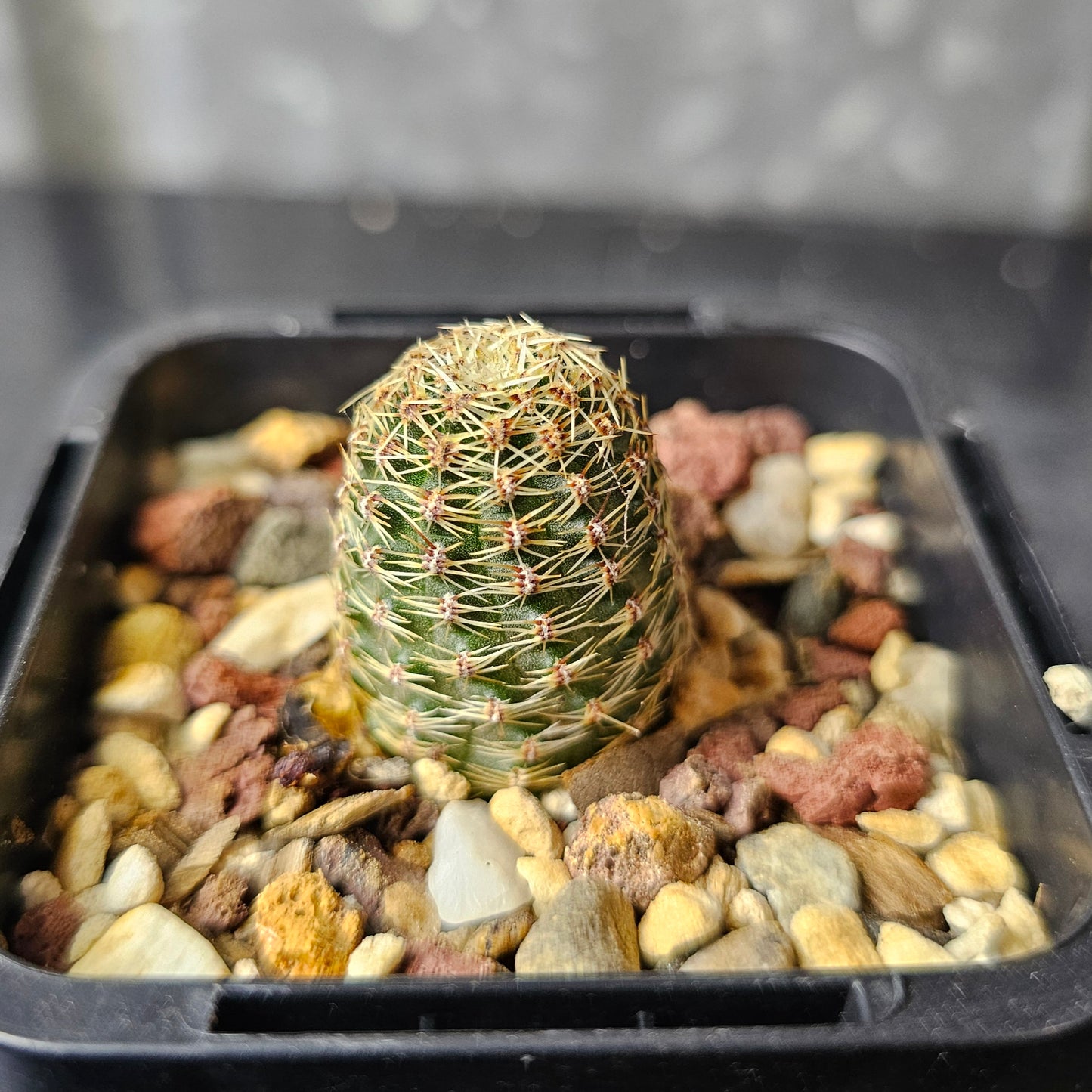 Rebutia pygmaea ‘albidula’ MN382