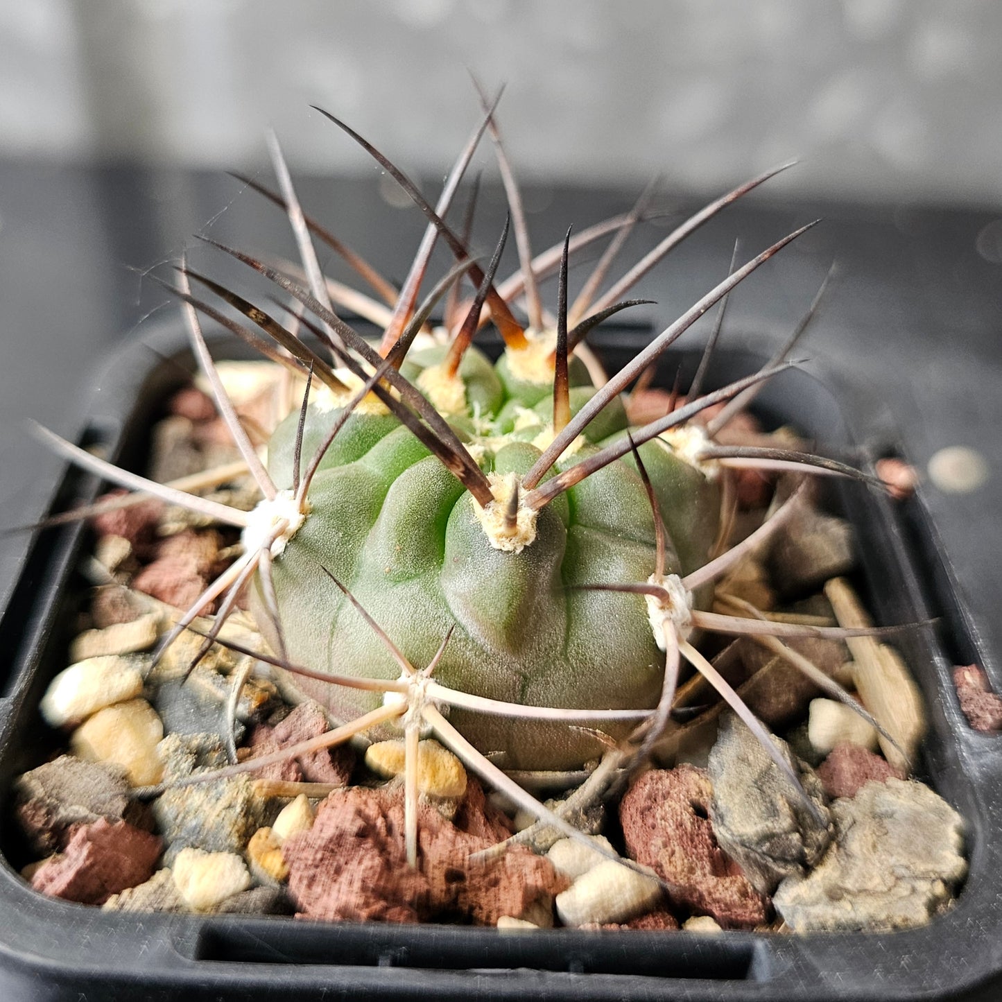 Acanthocalycium munitum DH10