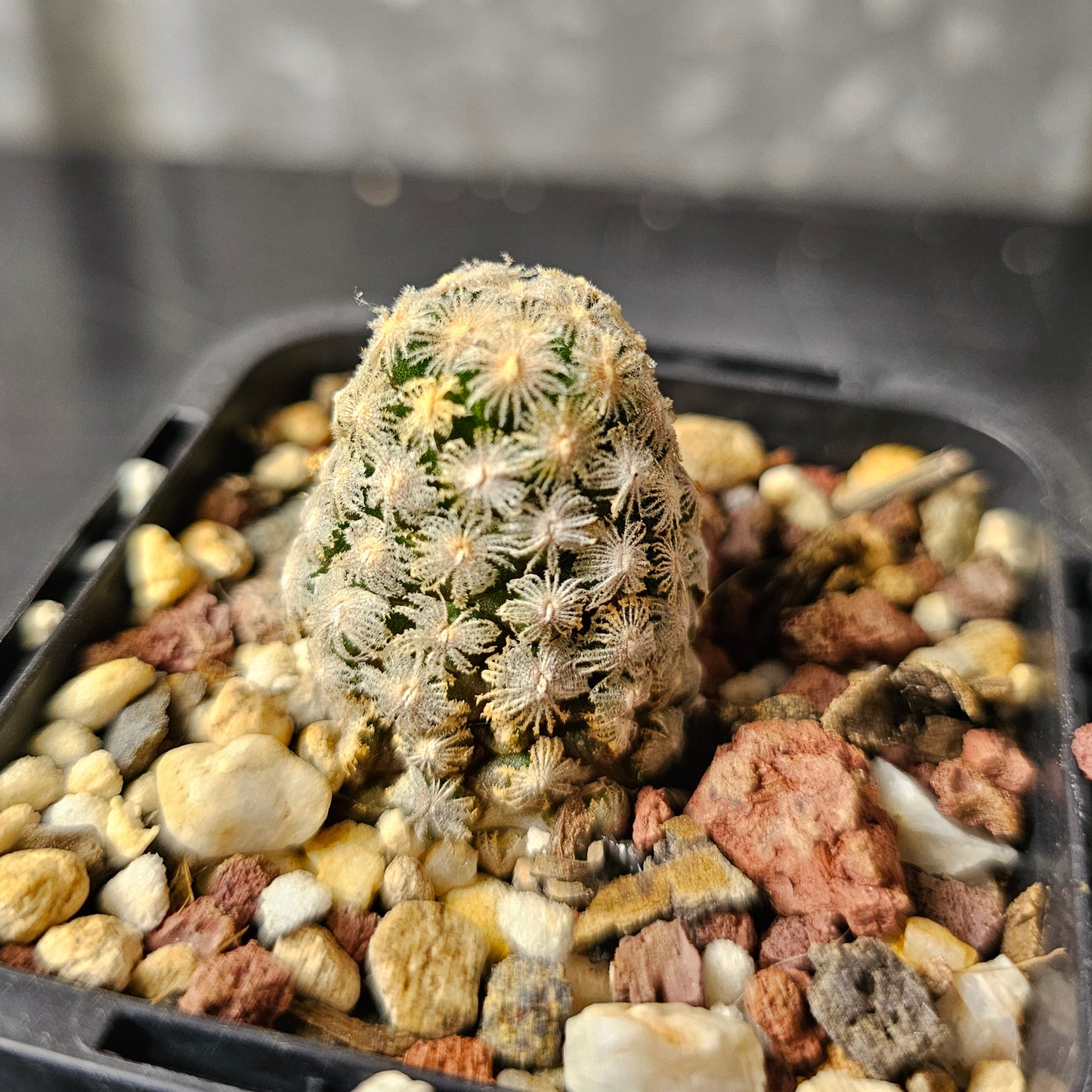 Mammillaria theresae