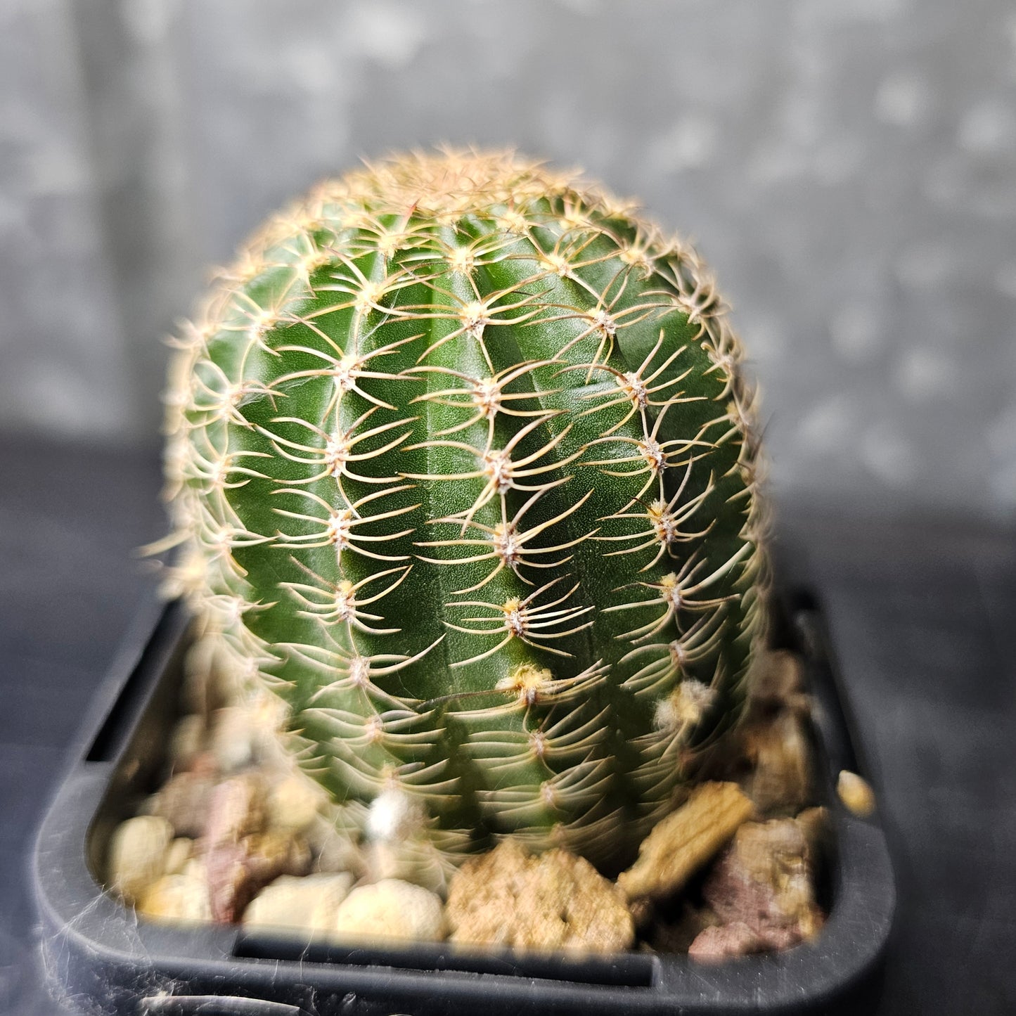 Lobivia hybrid (H5C)