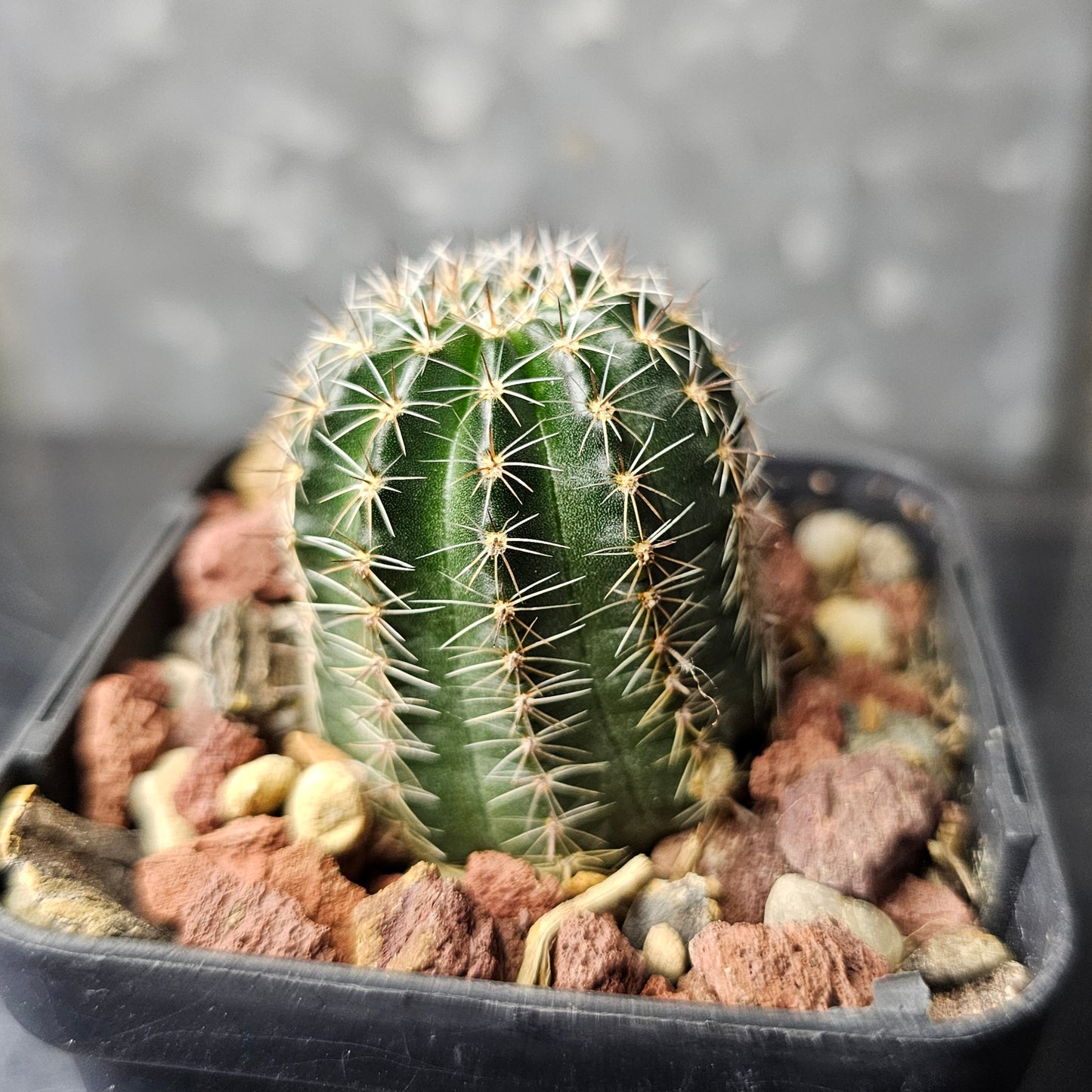 Lobivia hybrid (DR7)