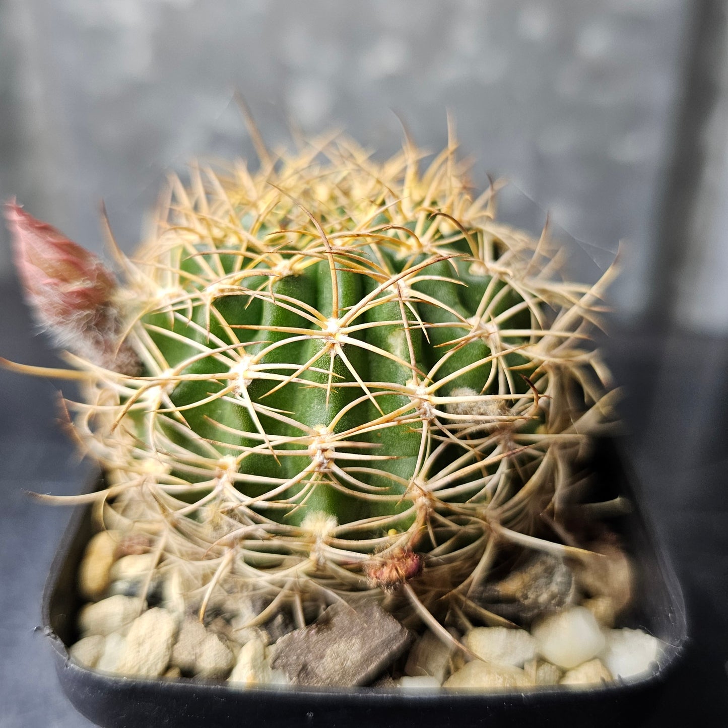 Lobivia hybrid (6EH)