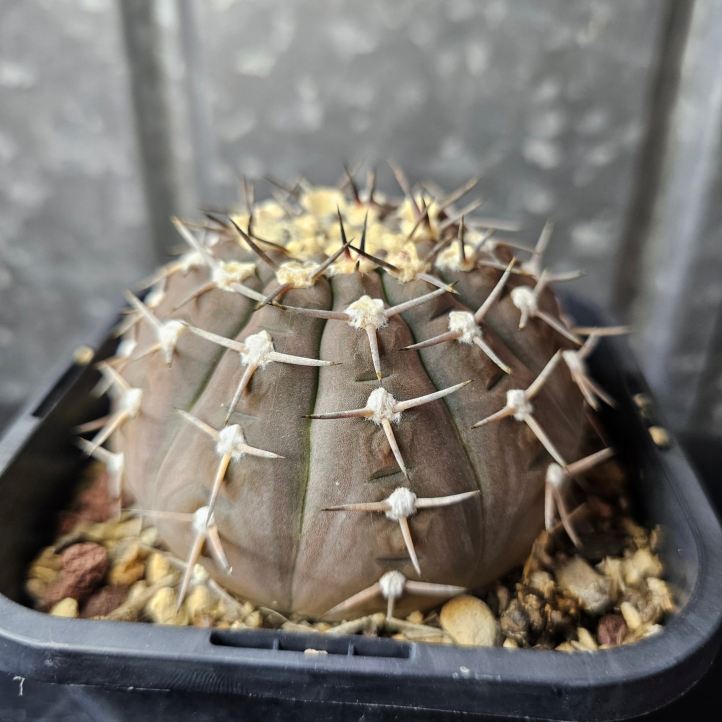 Gymnocalycium asterium (Relic Grade)