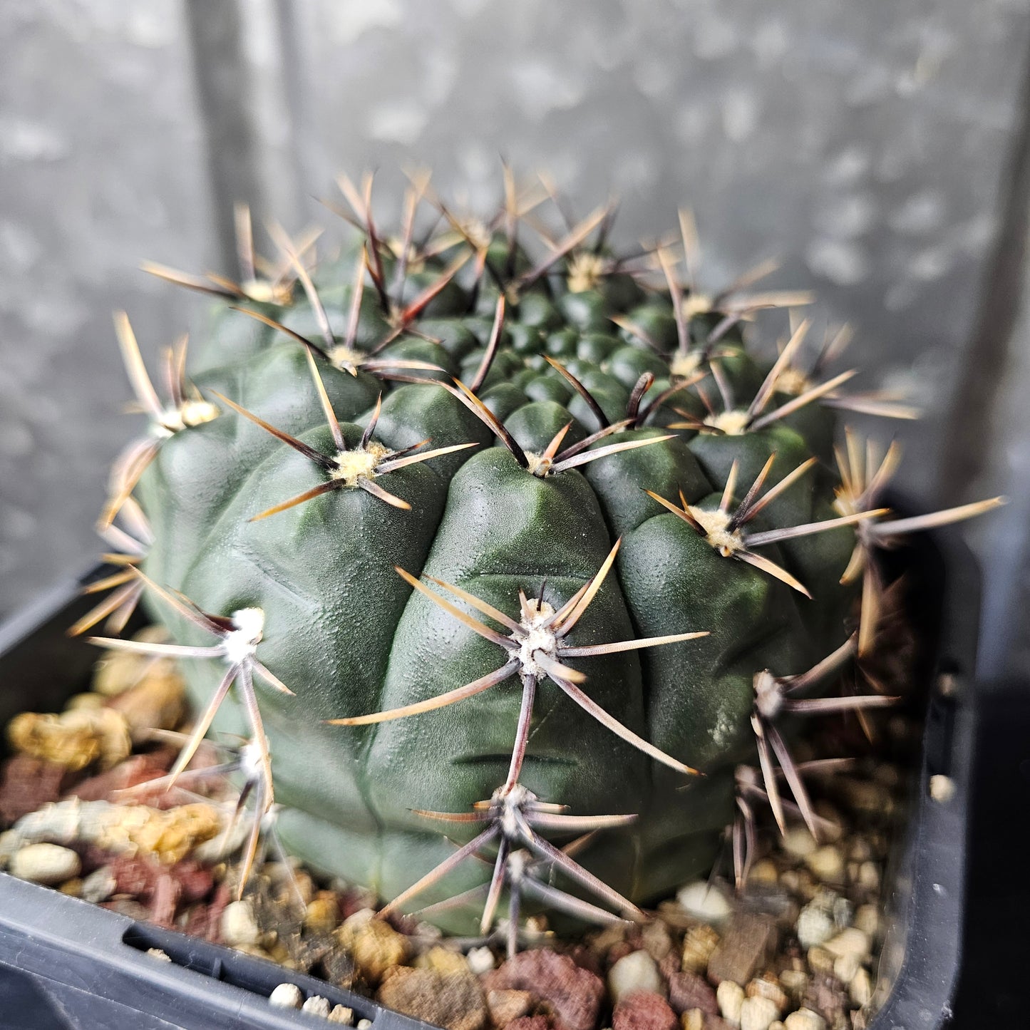 Gymnocalycium borthii
