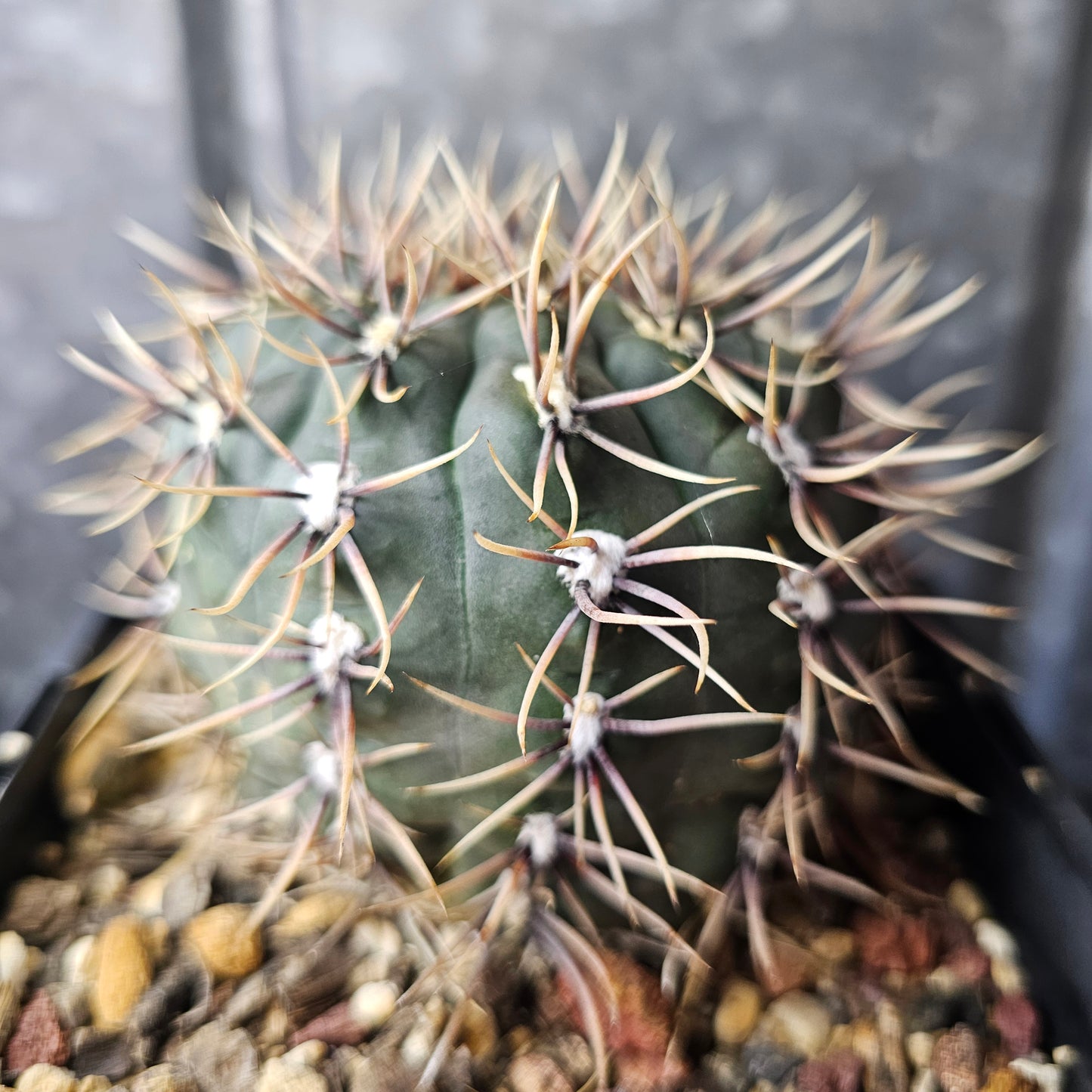 Gymnocalycium kieslingii var. castaneum