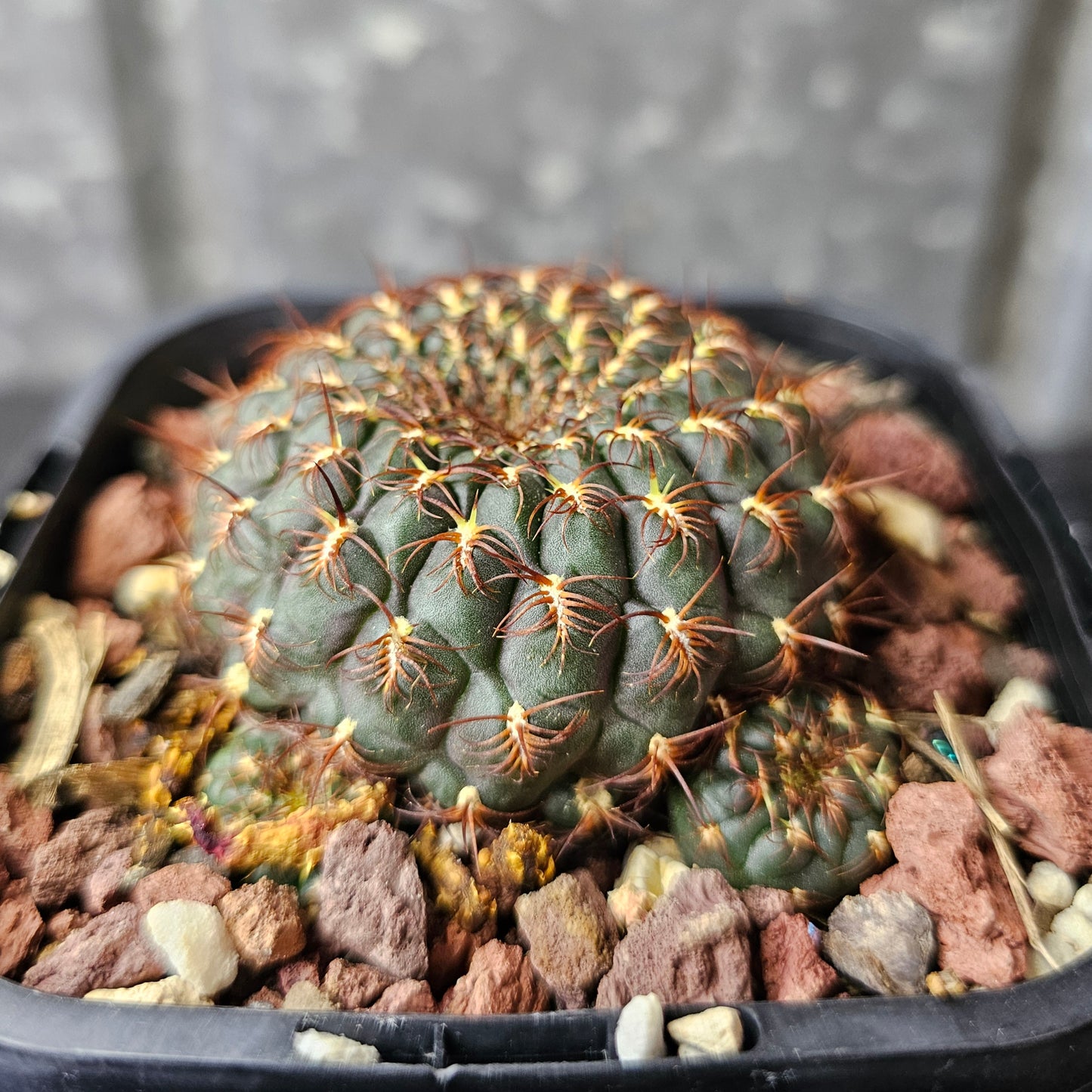 Sulcorebutia albiareolata MN622