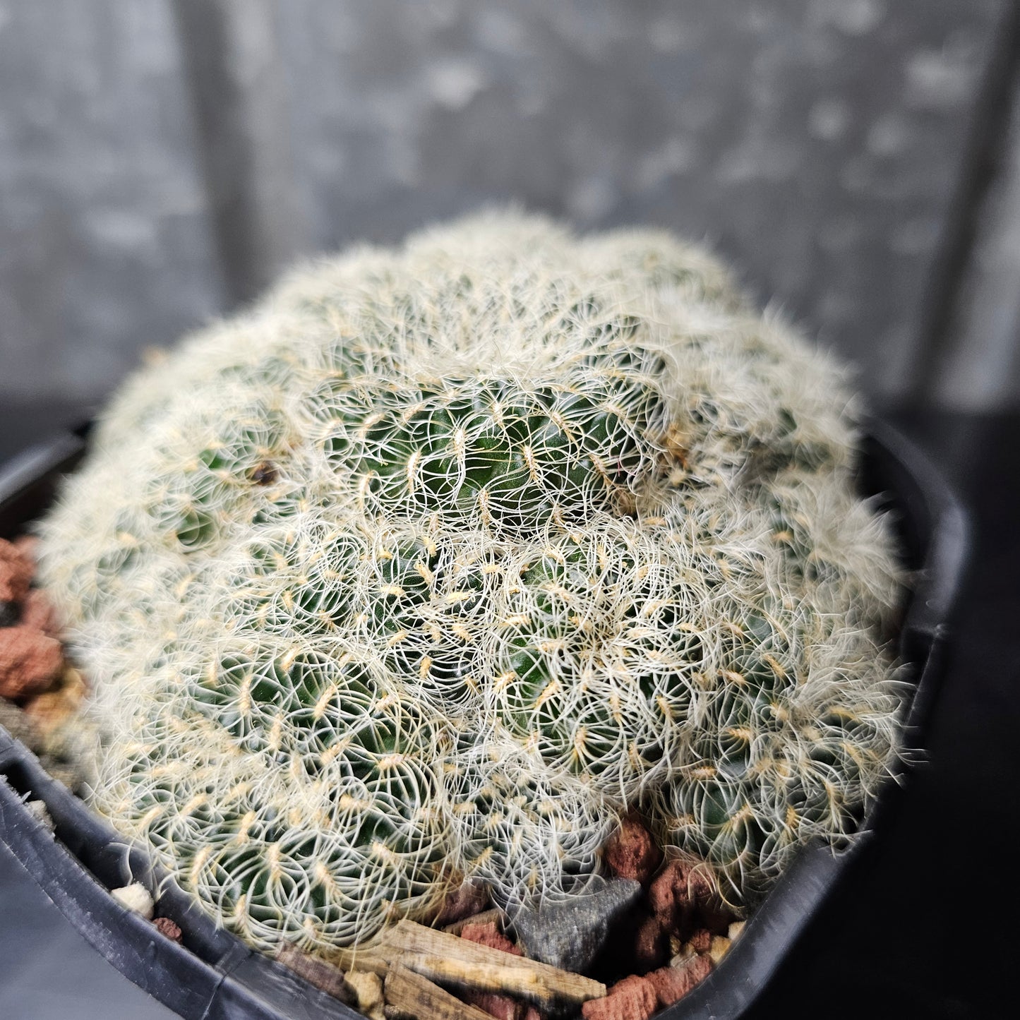 Sulcorebutia caniguerali