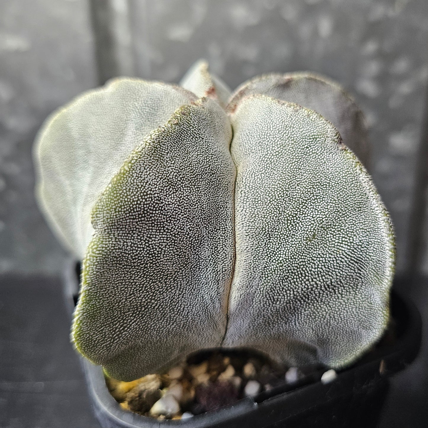 Astrophytum myriostigma hybrid