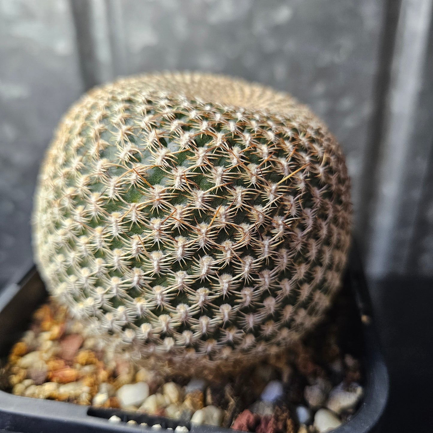 Sulcorebutia arenacea