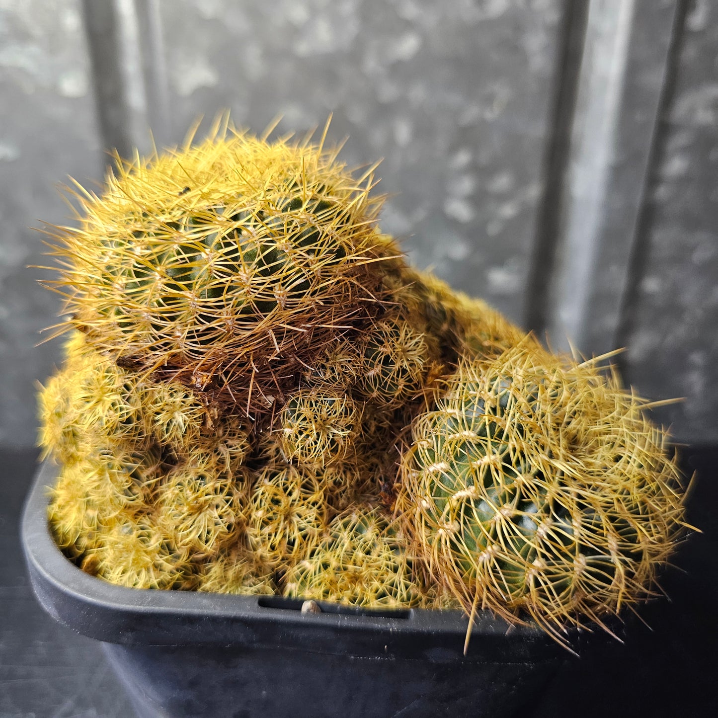 Sulcorebutia candiae
