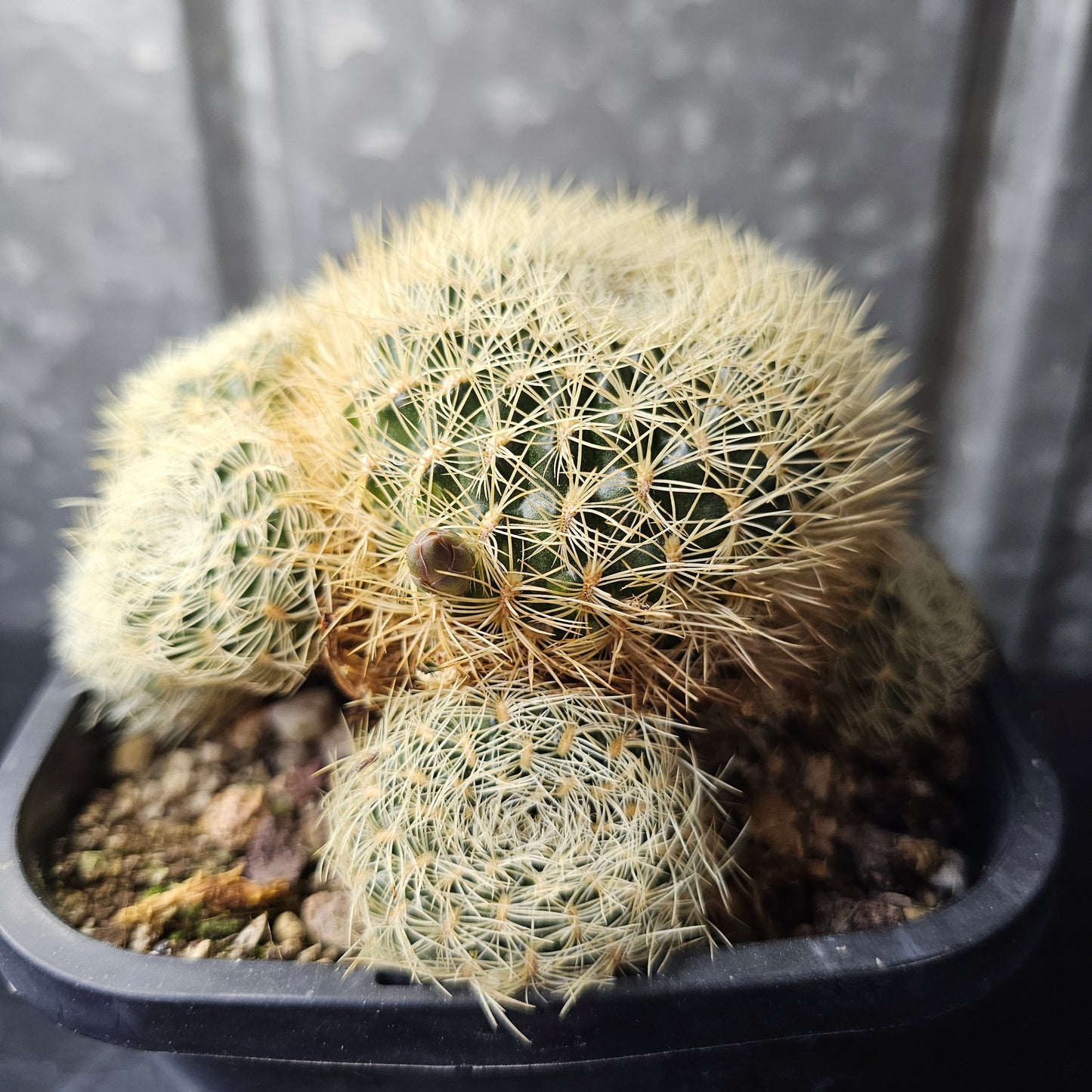 Sulcorebutia albissima