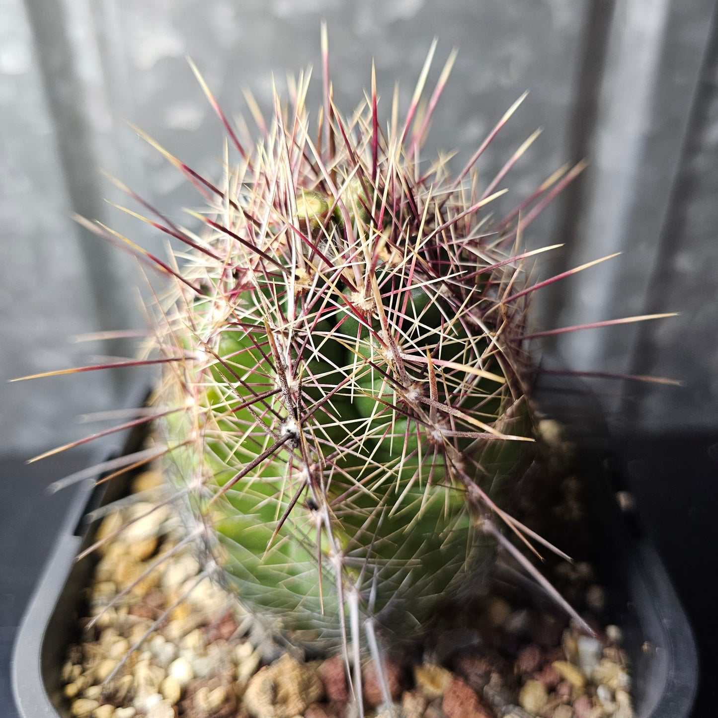 Thelocactus sp. (unique)