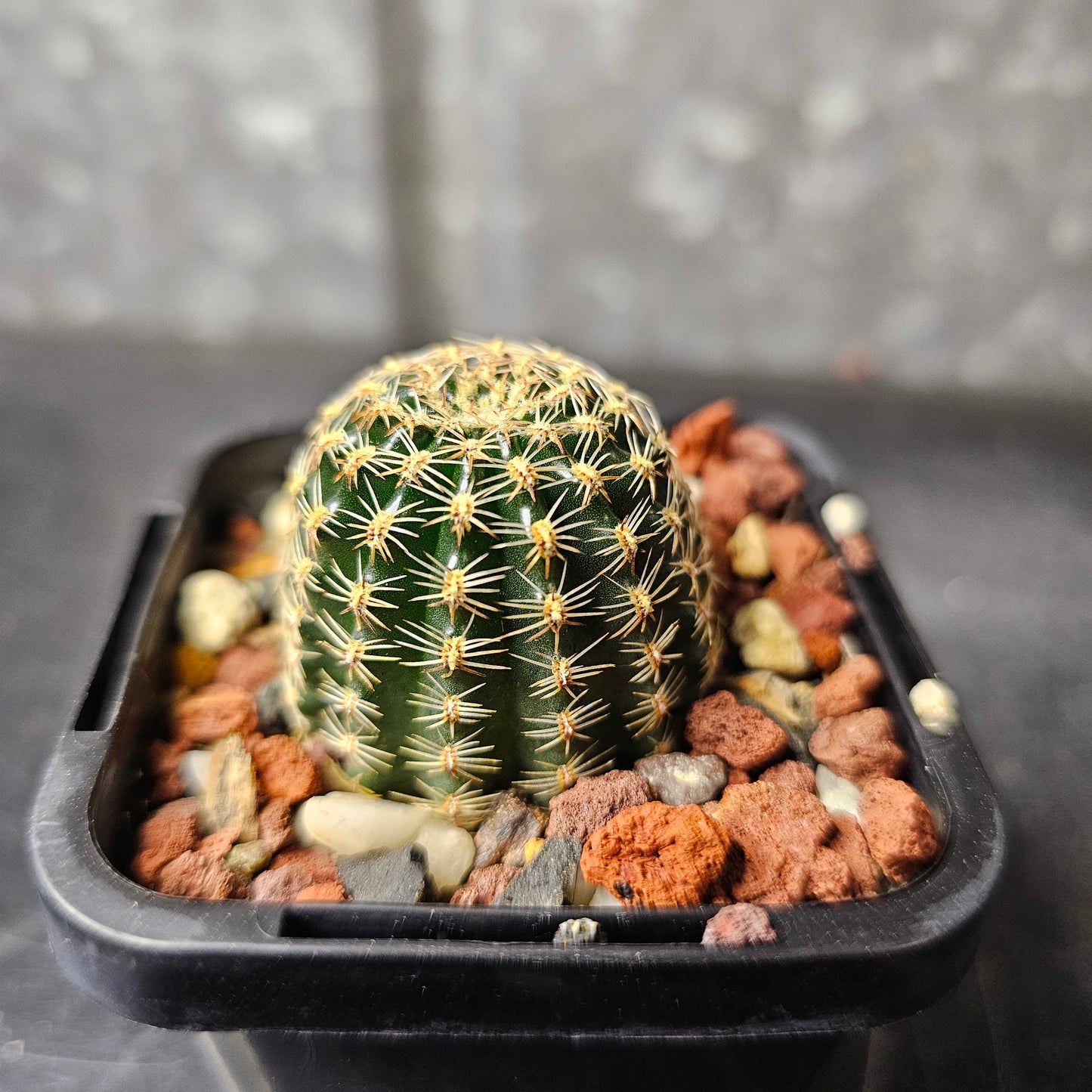 Lobivia hybrid (O5U)