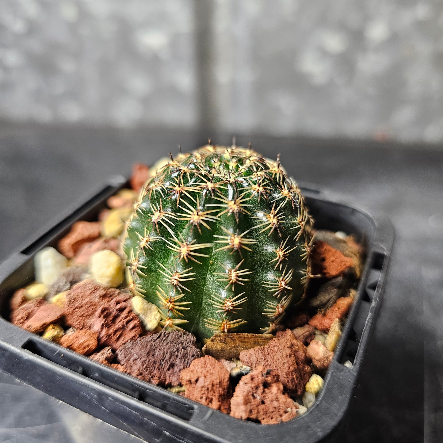 Lobivia hybrid (7CT)