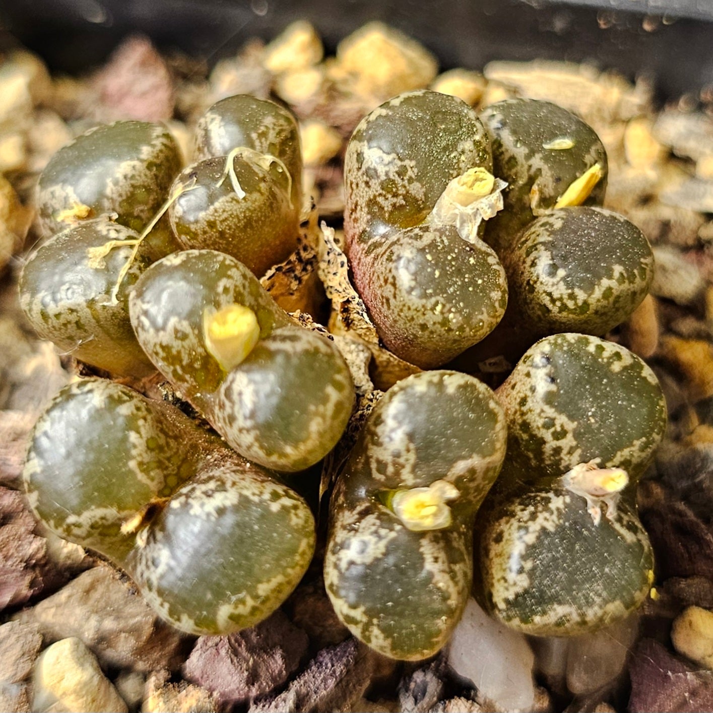 Conophytum bundle (4 plants) – Unusual Selection