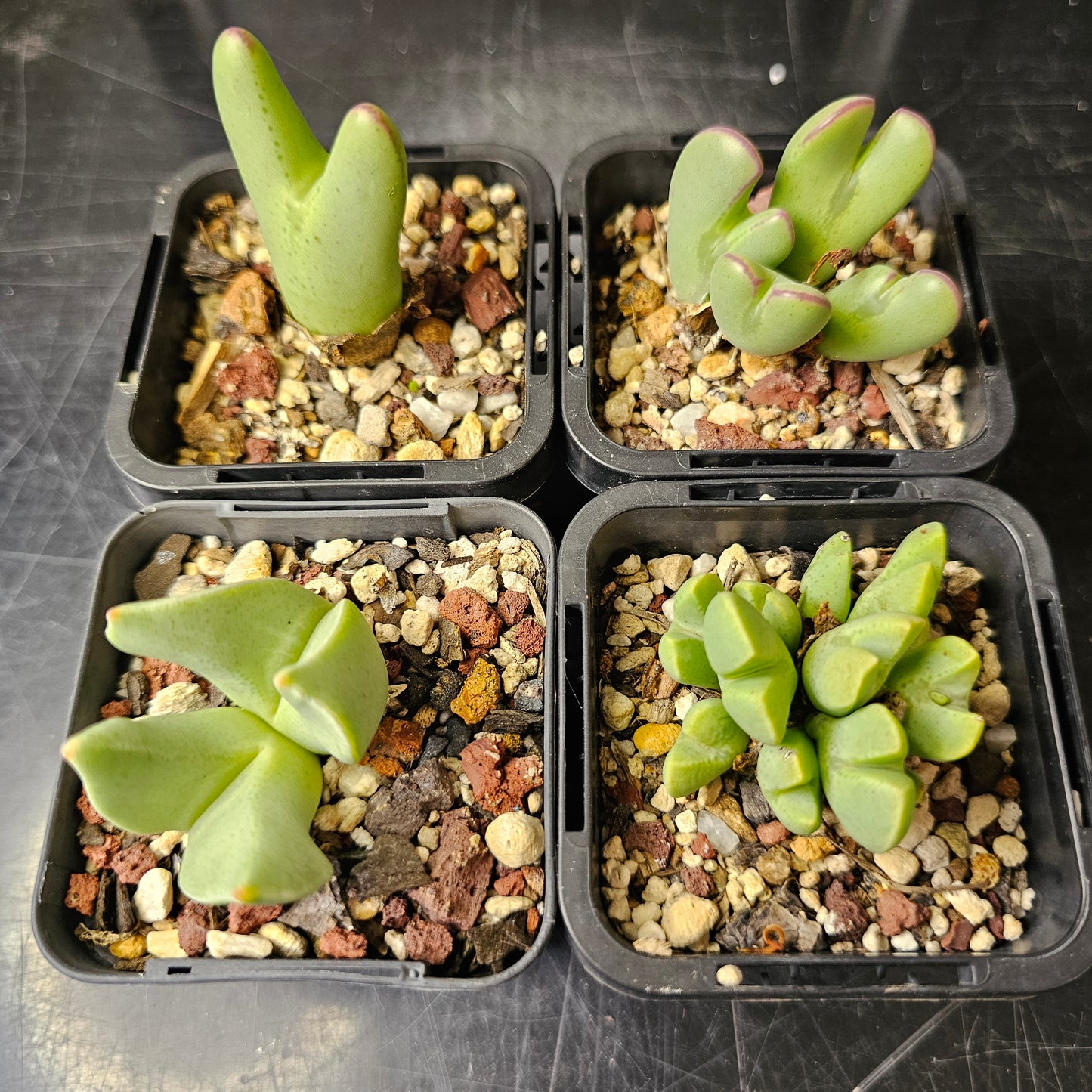 Conophytum bundle (4 plants) – Arid Curiosities