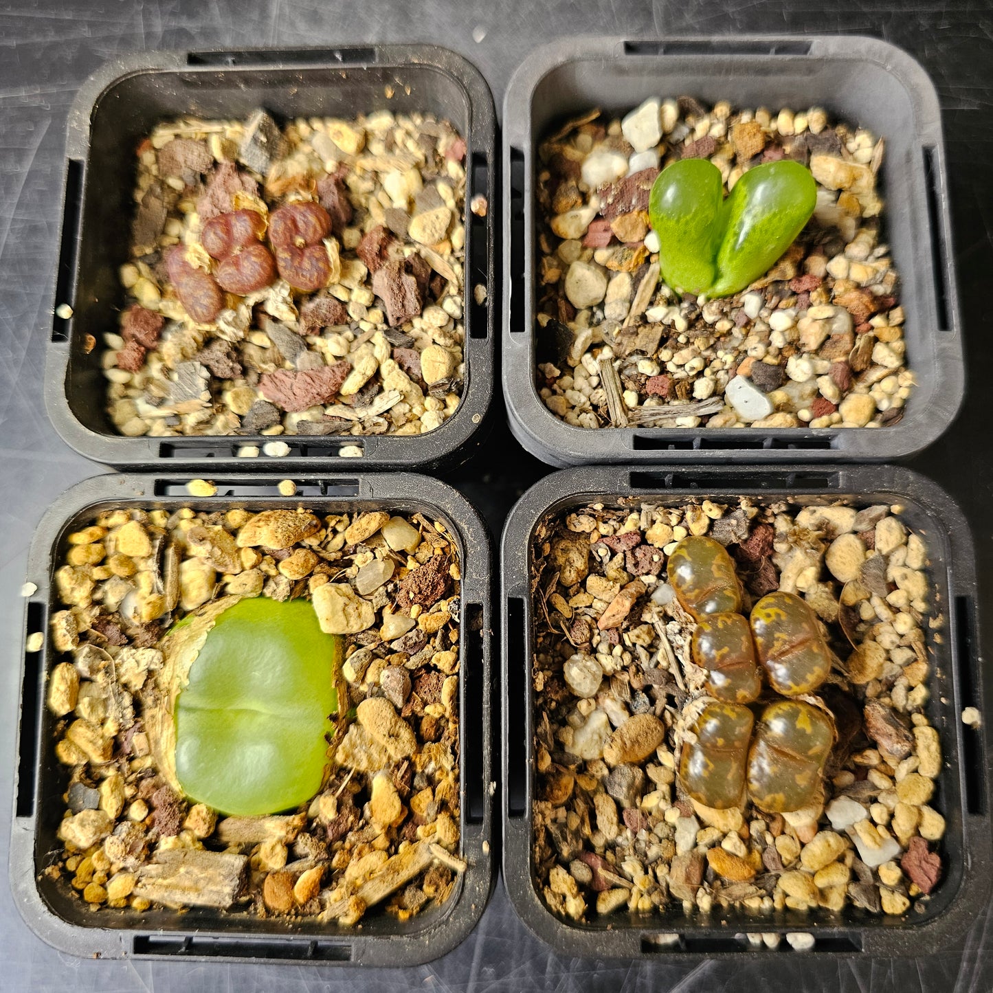 Conophytum bundle (4 plants) – Collector’s Curiosities