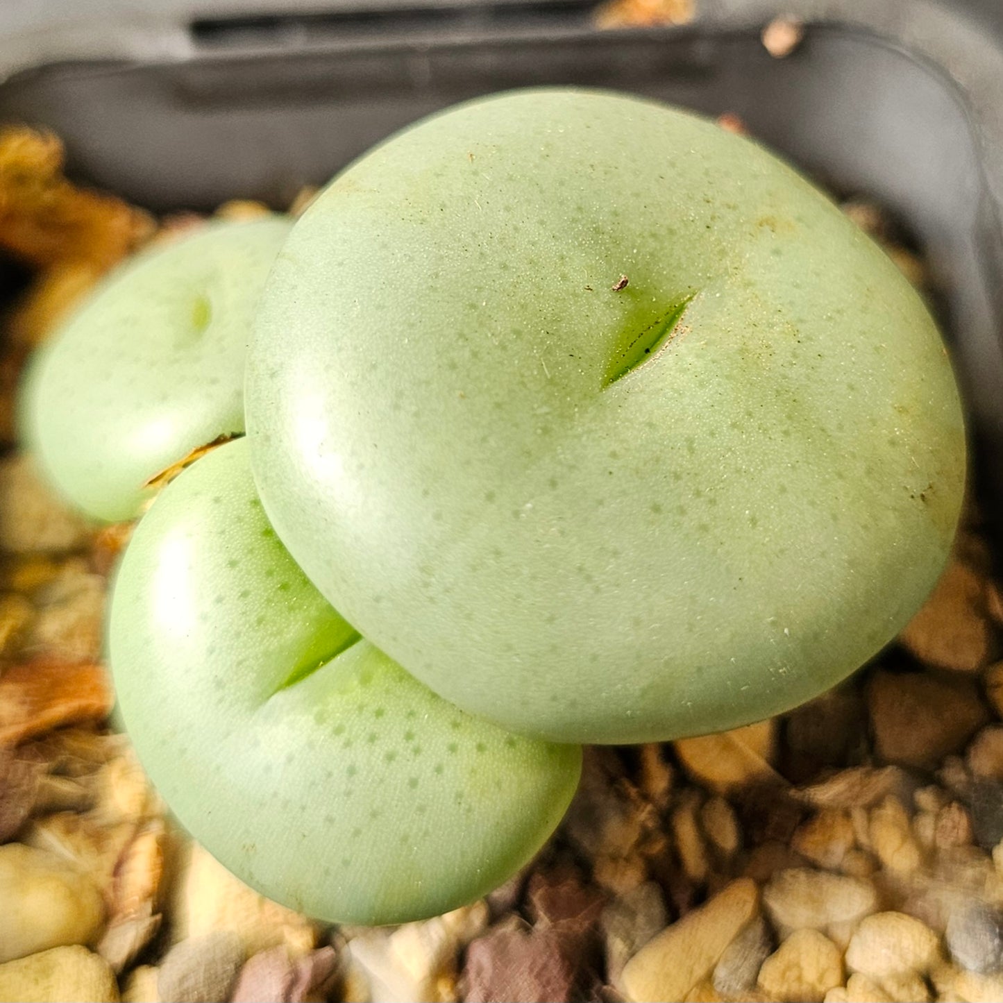 Conophytum bundle (4 plants) – Curious Little Things