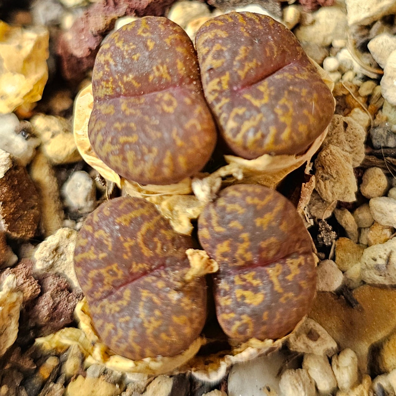 Conophytum bundle (4 plants) – Arid Oddities