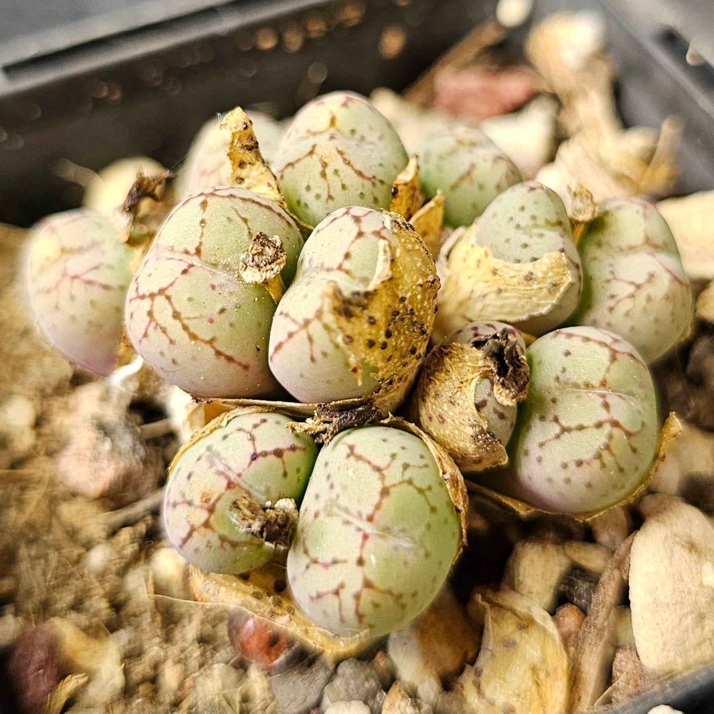 Conophytum bundle (4 plants) – Collector’s Mix
