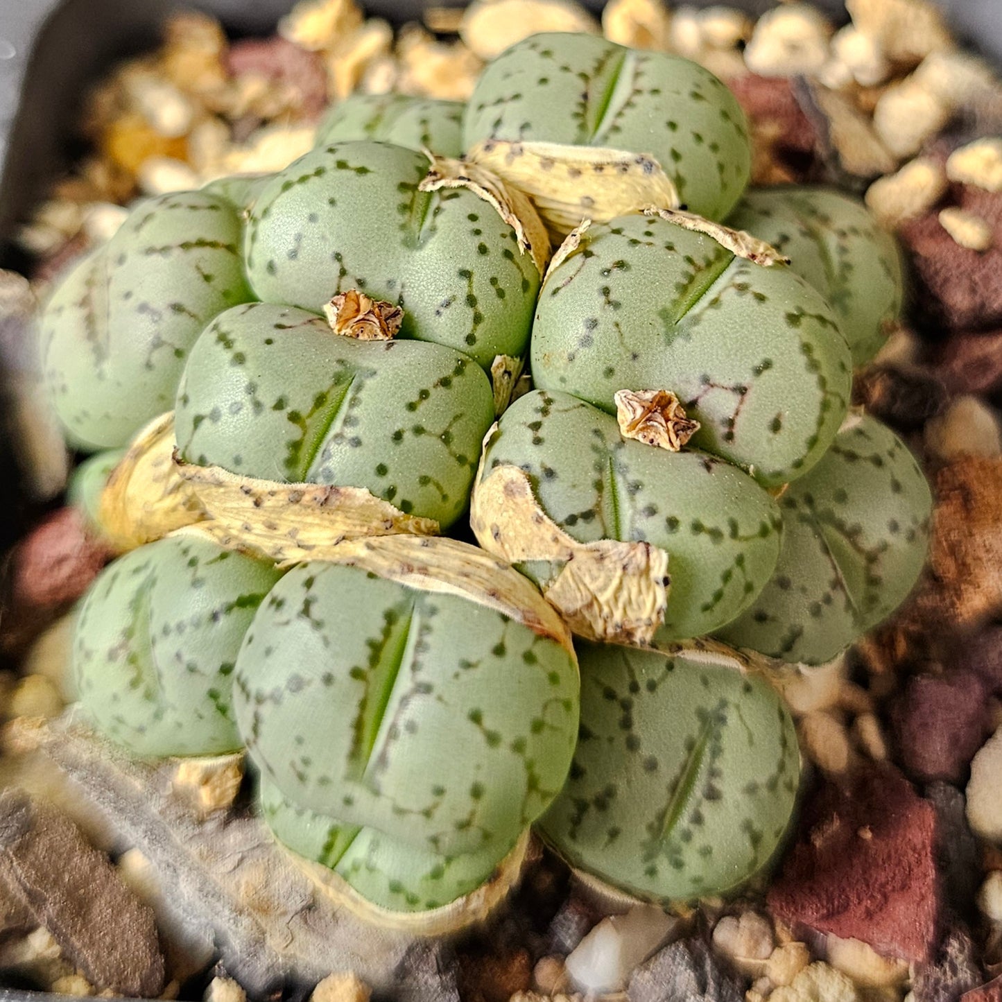 Conophytum bundle (4 plants) – Unusual Finds