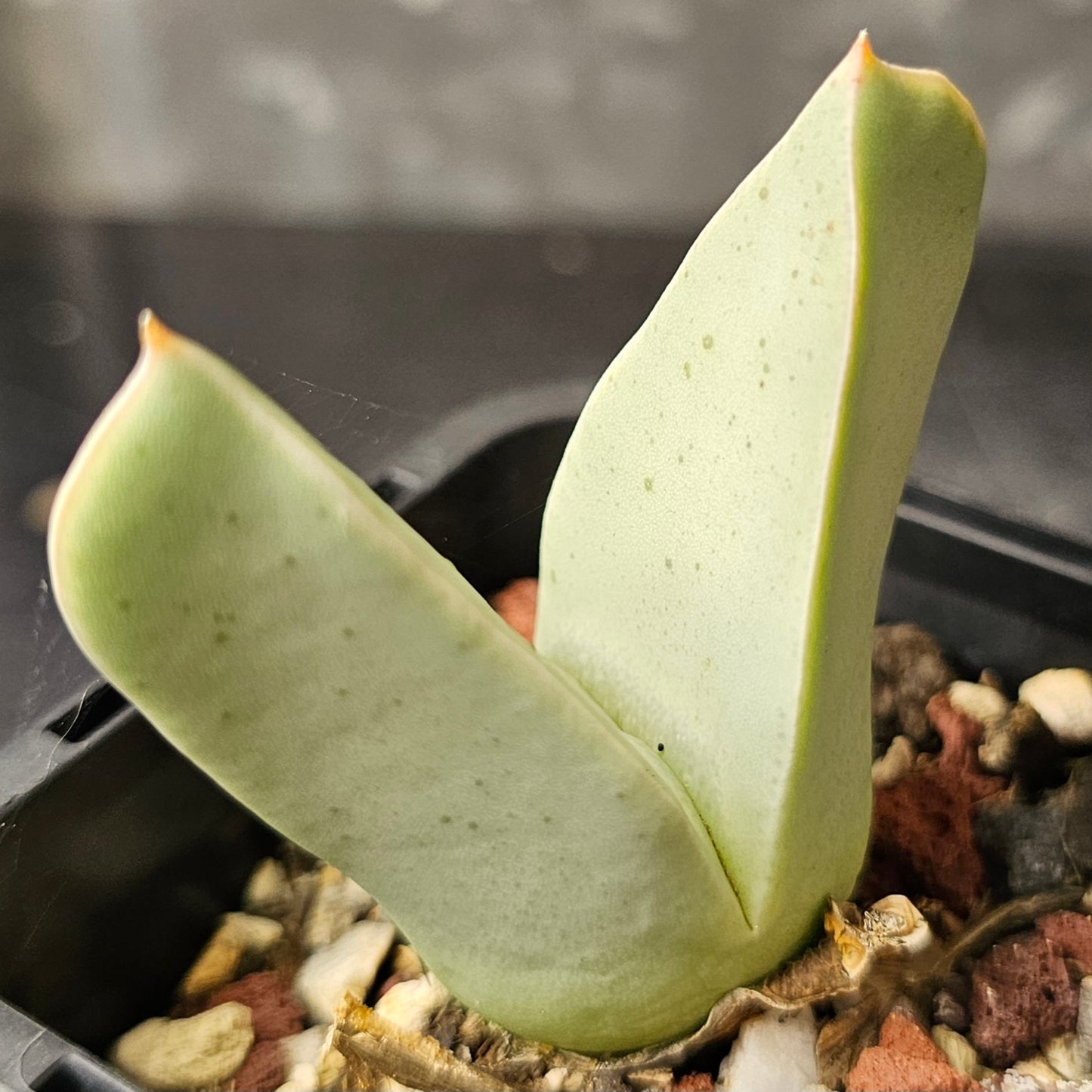 Conophytum bundle (4 plants) – Curious Assortment