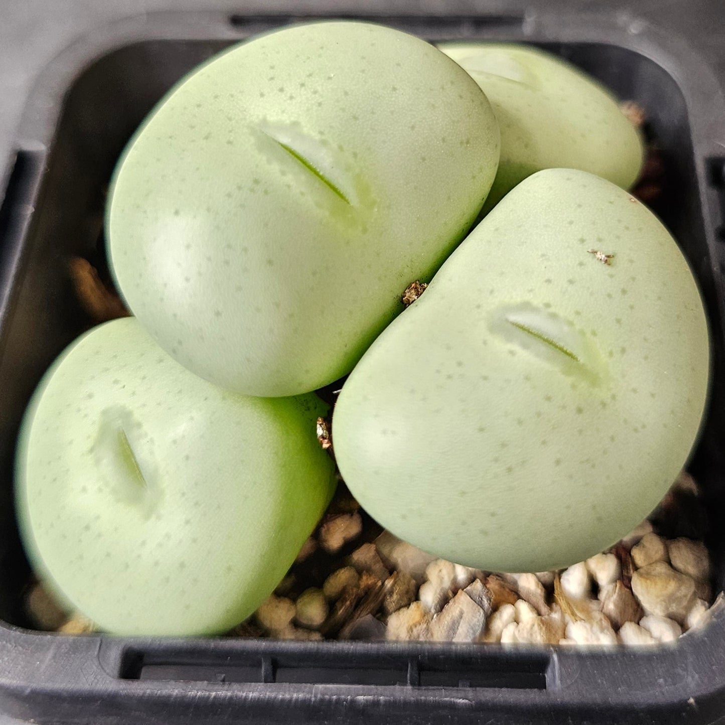 Conophytum bundle (4 plants) – Collector’s Selection