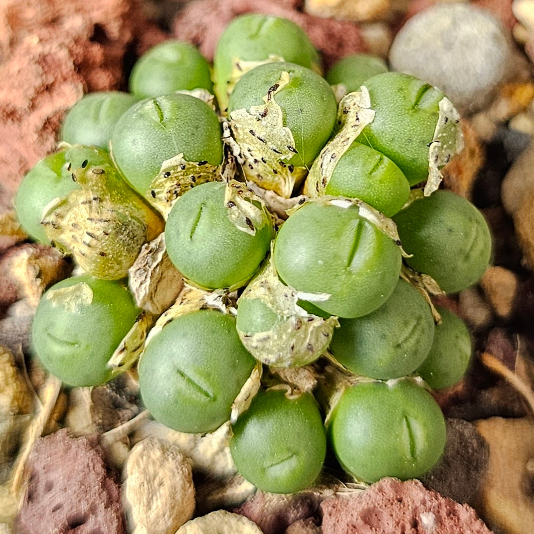 Conophytum bundle (4 plants) – Curious Variants
