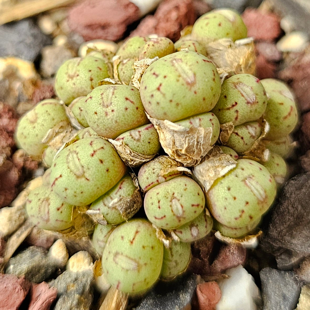Conophytum bundle (4 plants) – Unusual Assortment