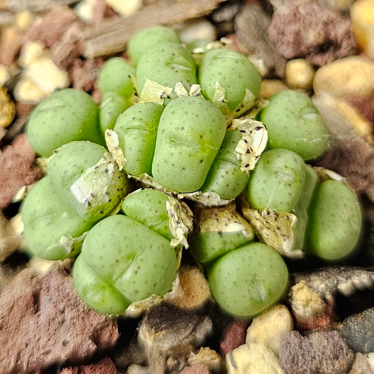 Conophytum bundle (4 plants) – Curious Mix