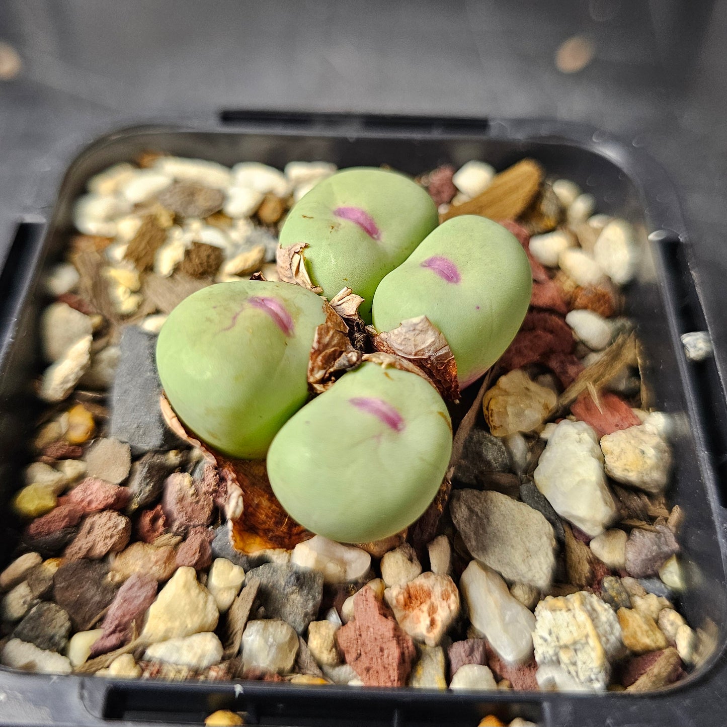 Conophytum pageae