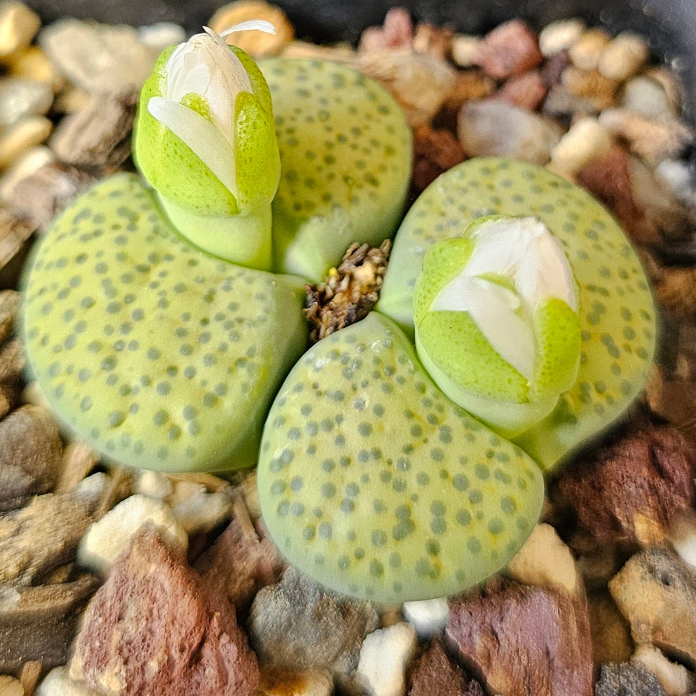 Lithops bundle (4 plants) – Lovely Living Stones