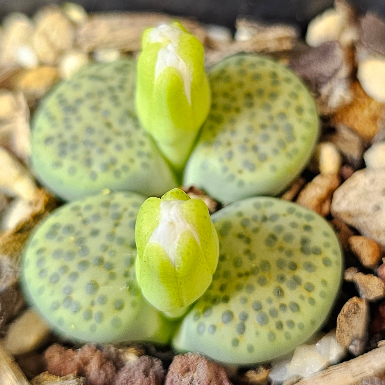Lithops bundle (4 plants) – Autumn Stone Selection