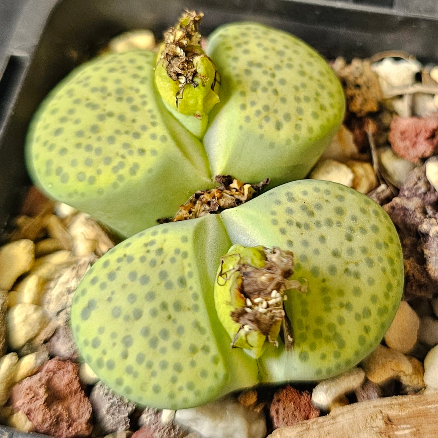 Lithops bundle (4 plants) – Desert Detail Set