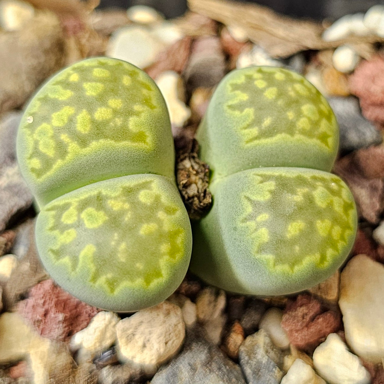 Lithops bundle (4 plants) – Small Wonders Selection